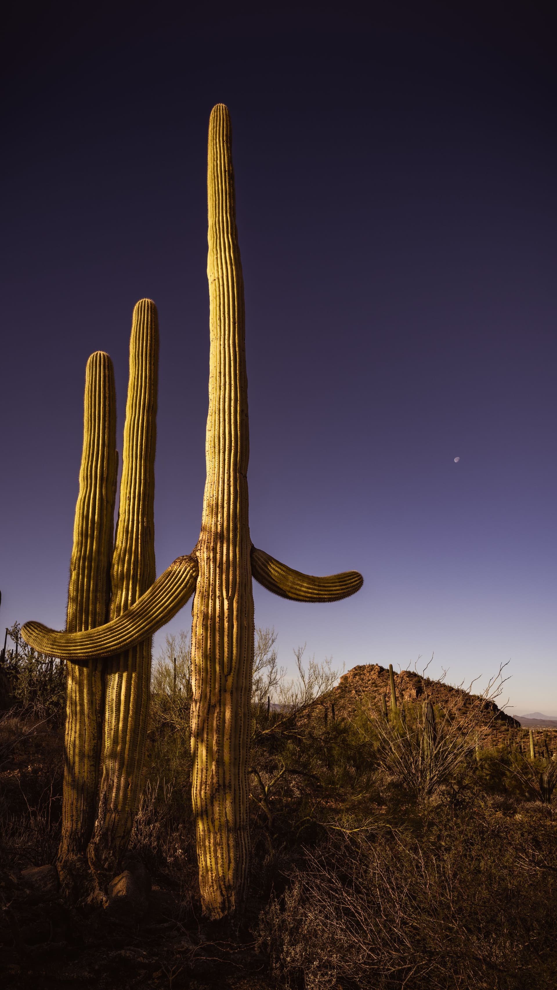 Three saguaros beneath a fading moon, arranged like sentinels in quiet formation beneath a calm desert sky.