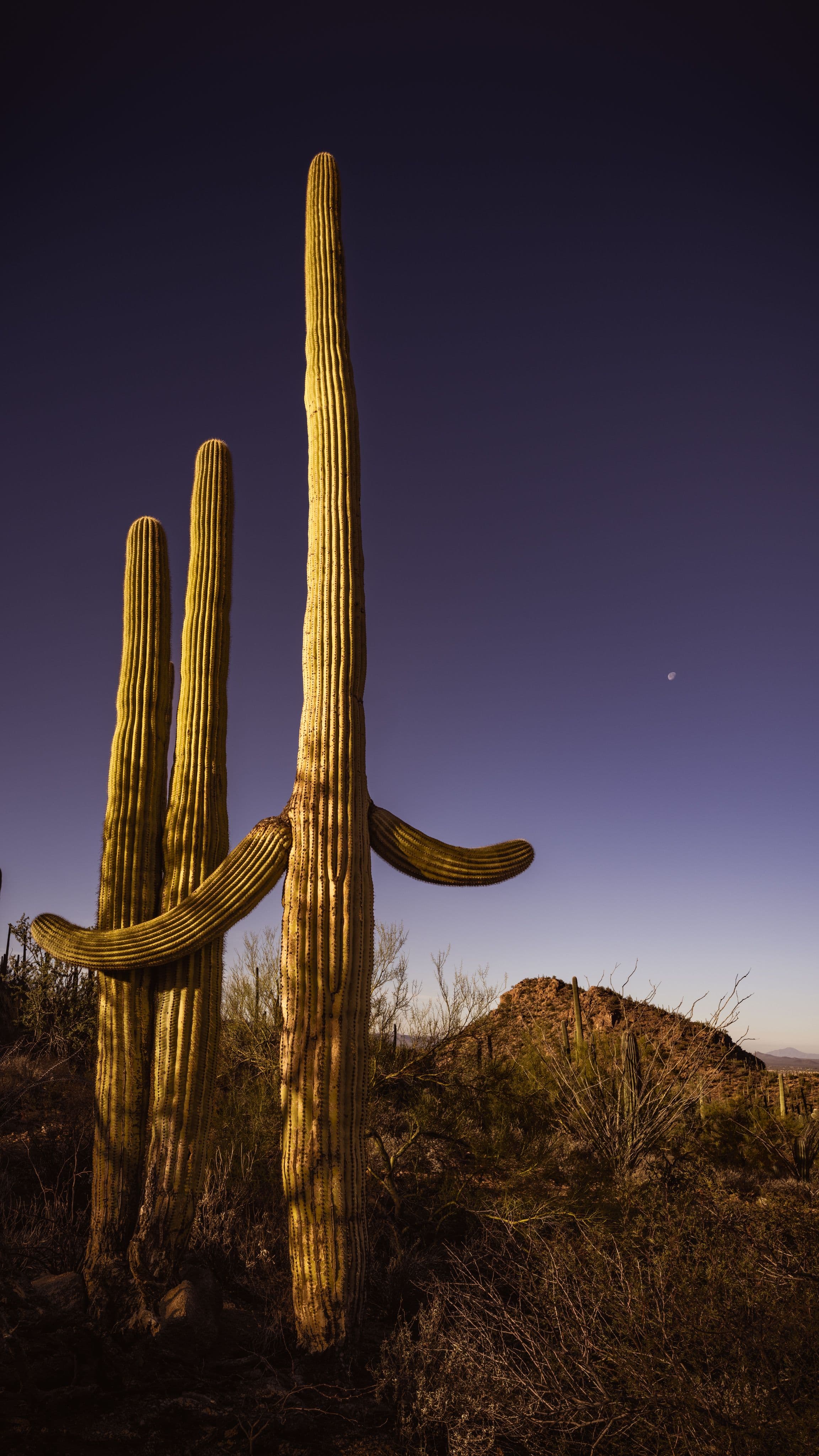 Three saguaros beneath a fading moon, arranged like sentinels in quiet formation beneath a calm desert sky.