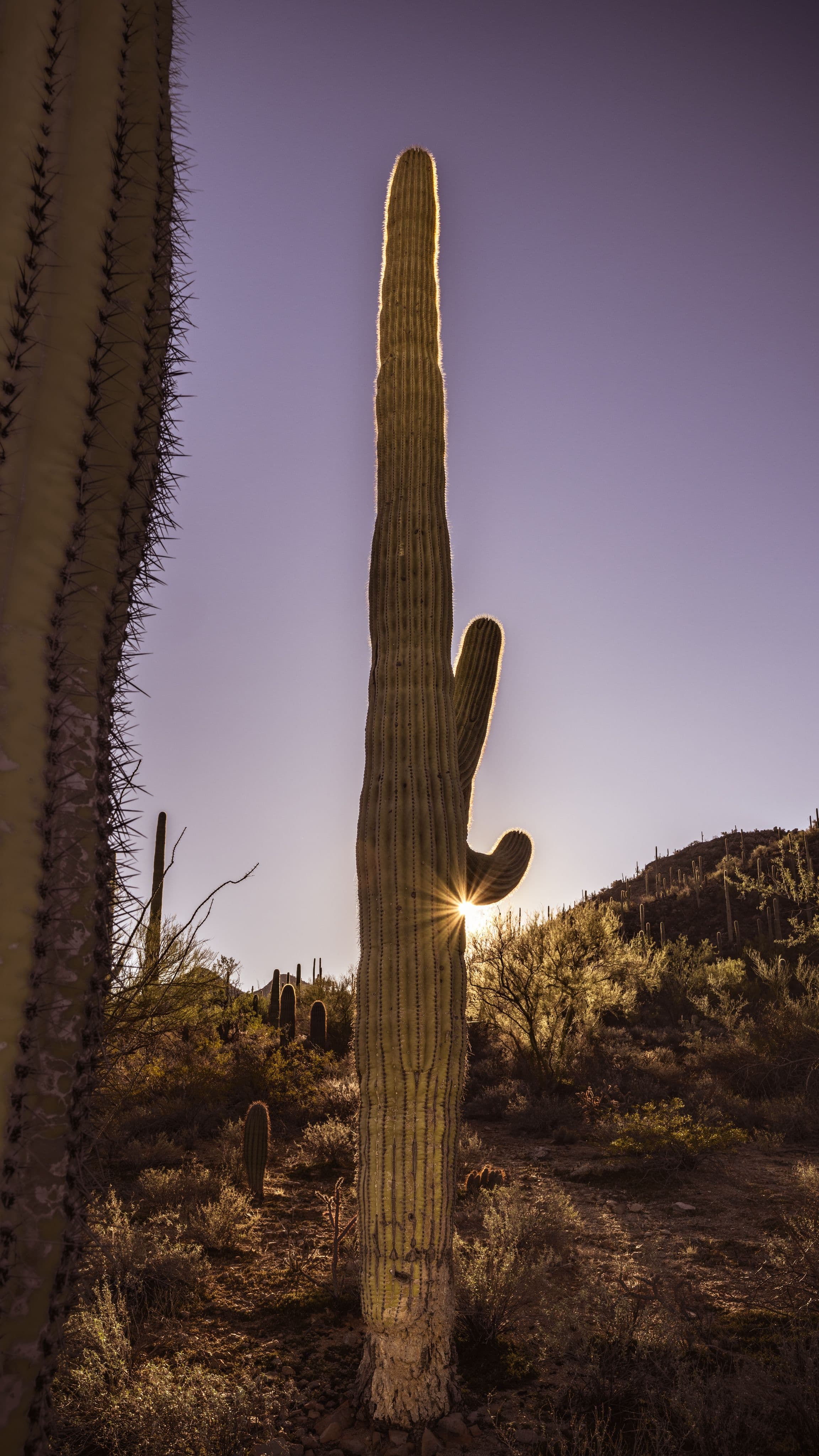 A saguaro cactus backlit by golden morning light, standing tall like a quiet sentinel.
