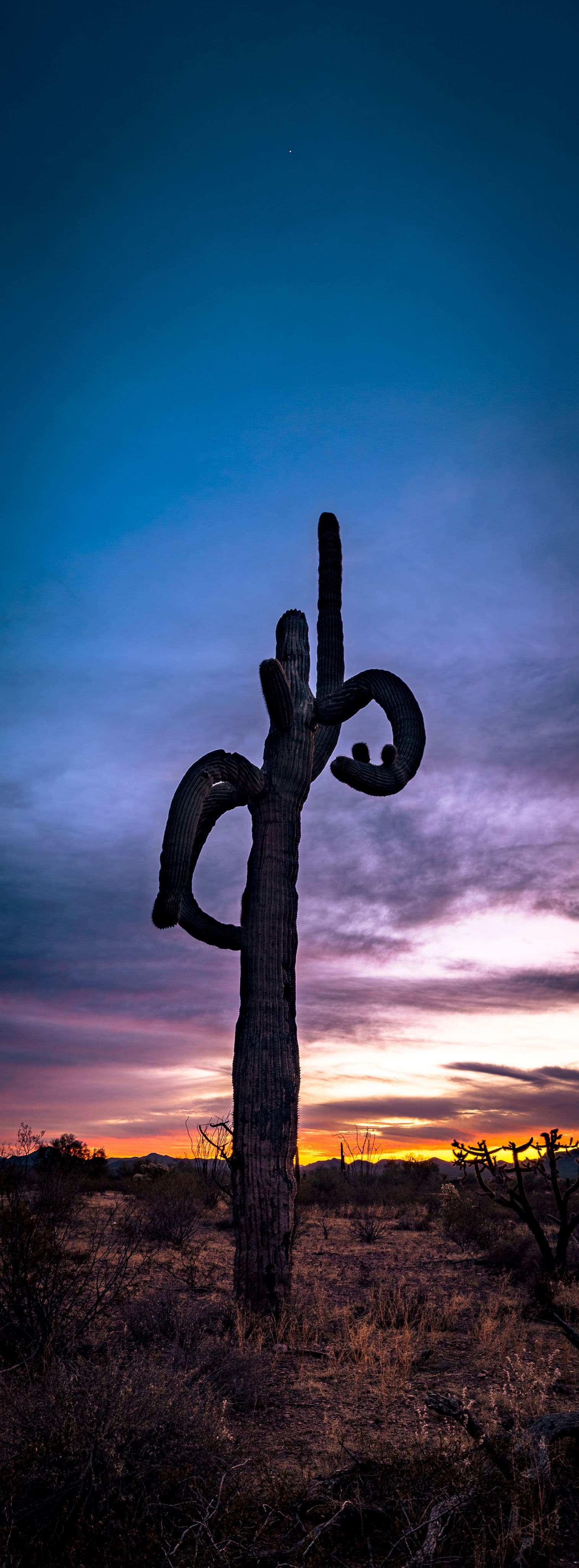 A twisted, curving saguaro beneath a purple twilight sky — sculptural and dramatic.