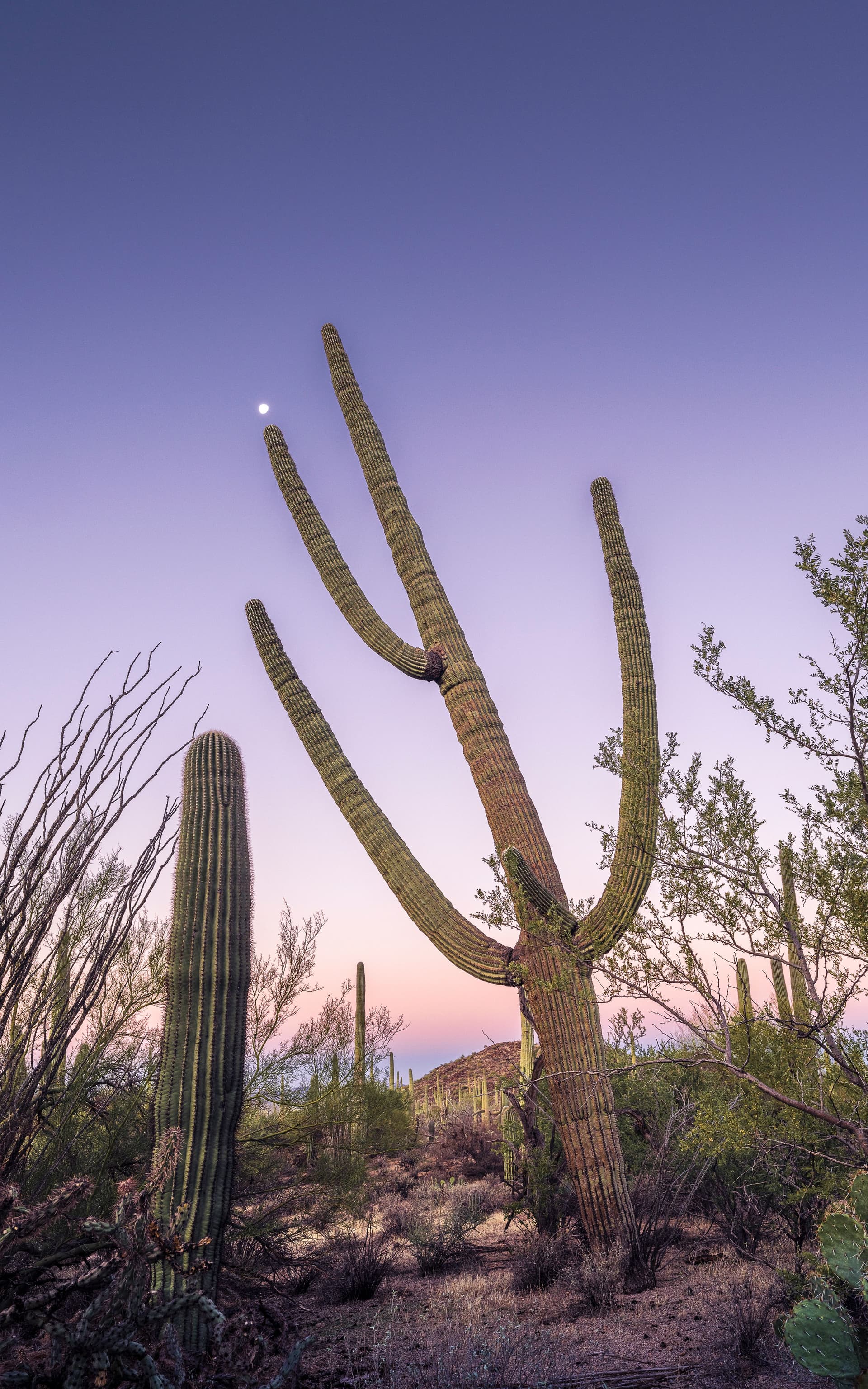 A towering saguaro reaching toward the rising moon under a soft desert sky.