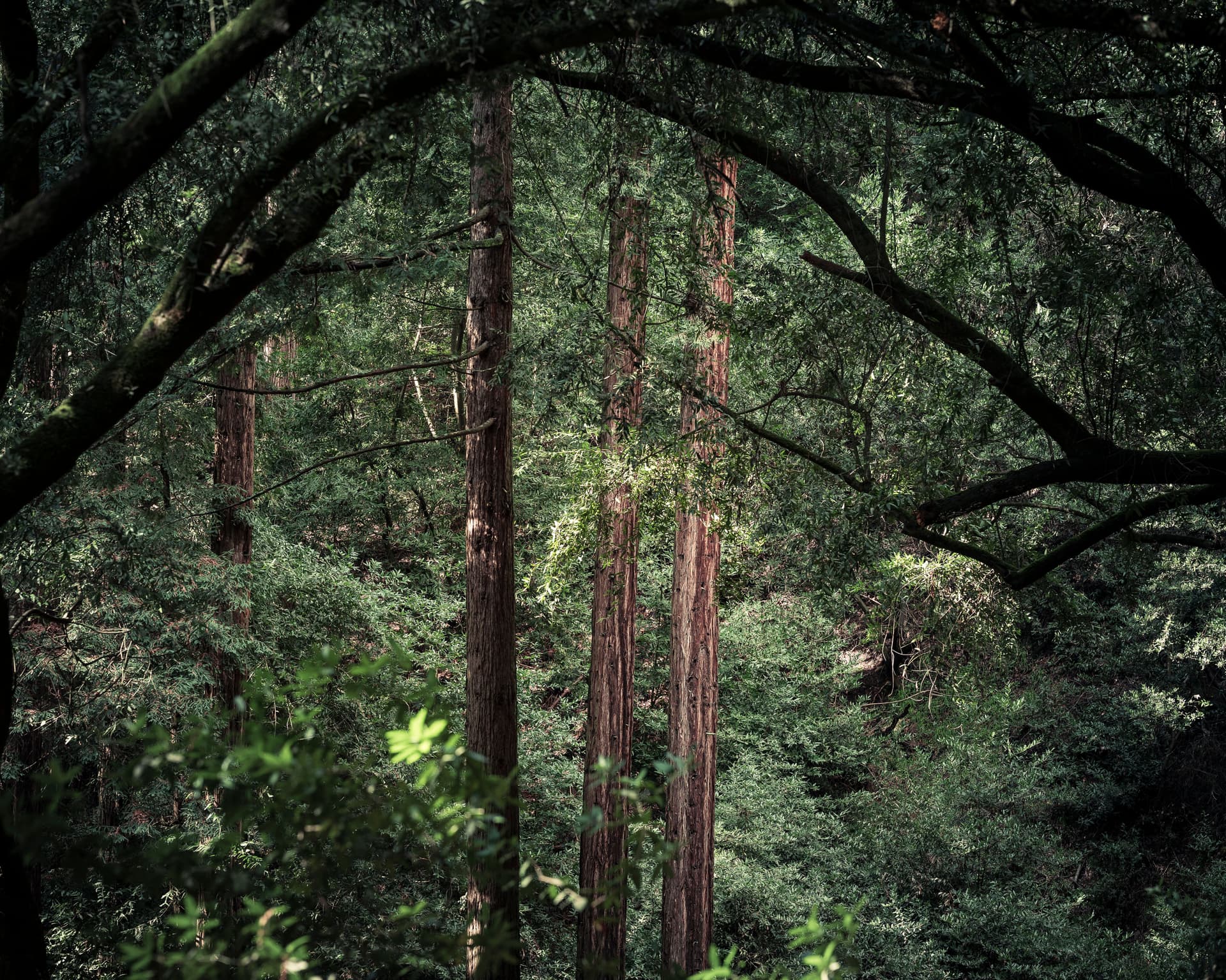 Three redwood trees softly lit within a dense green forest, framed by arching dark branches and filtered natural light