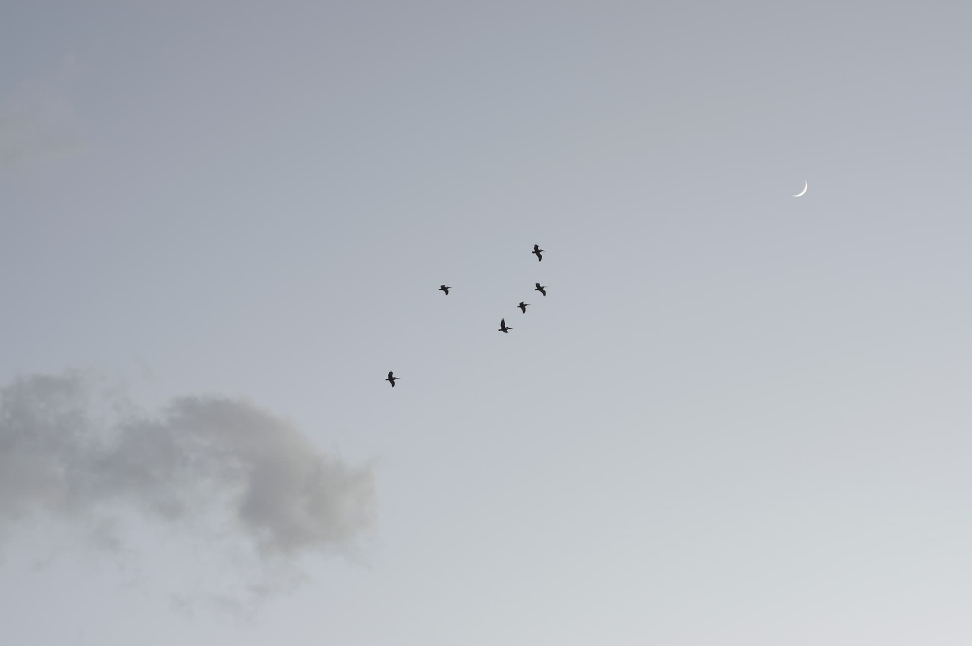 Fine art minimalist photograph of birds in flight formation with crescent moon in gray atmospheric sky