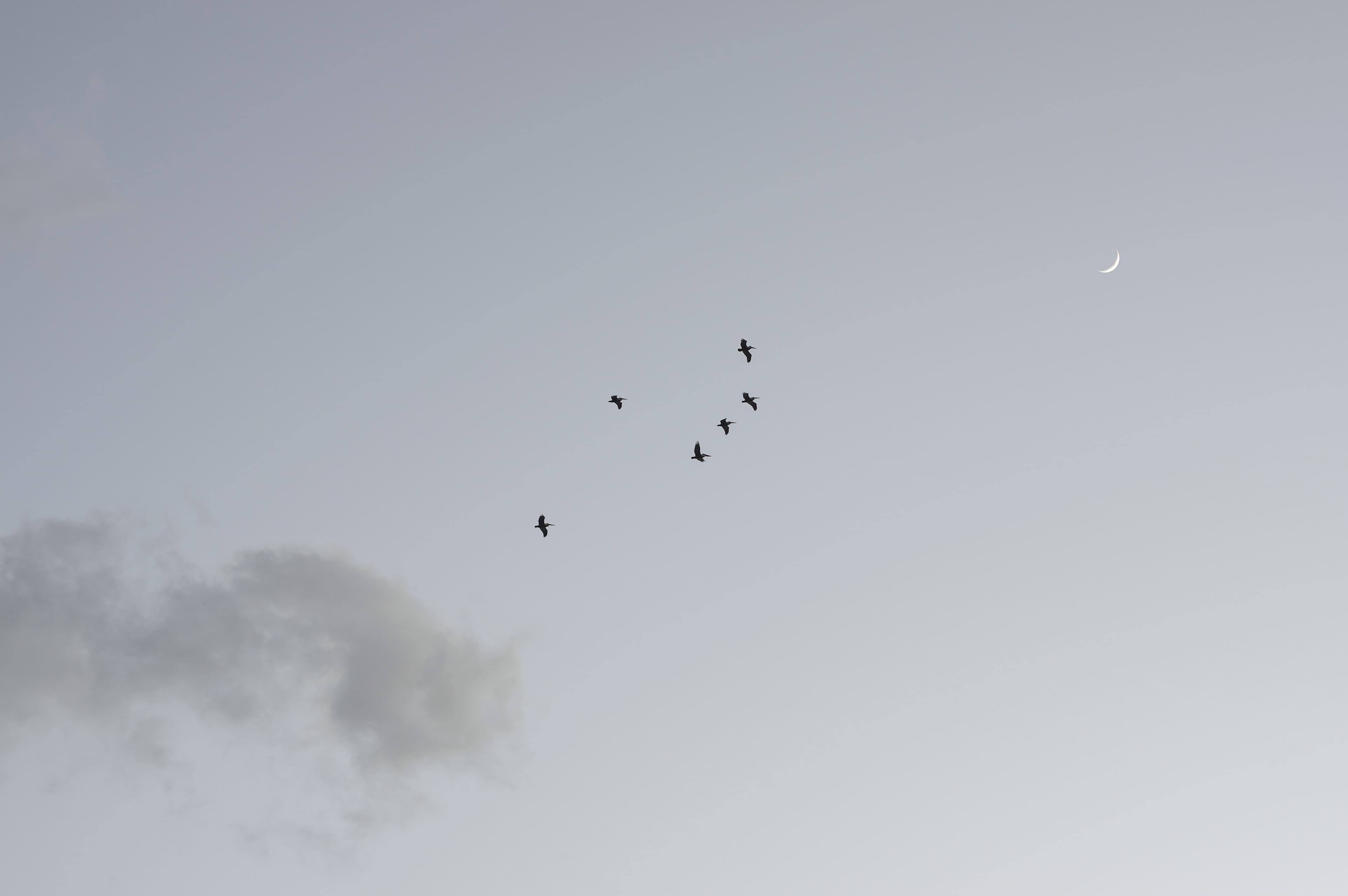 Fine art minimalist photograph of birds in flight formation with crescent moon in gray atmospheric sky