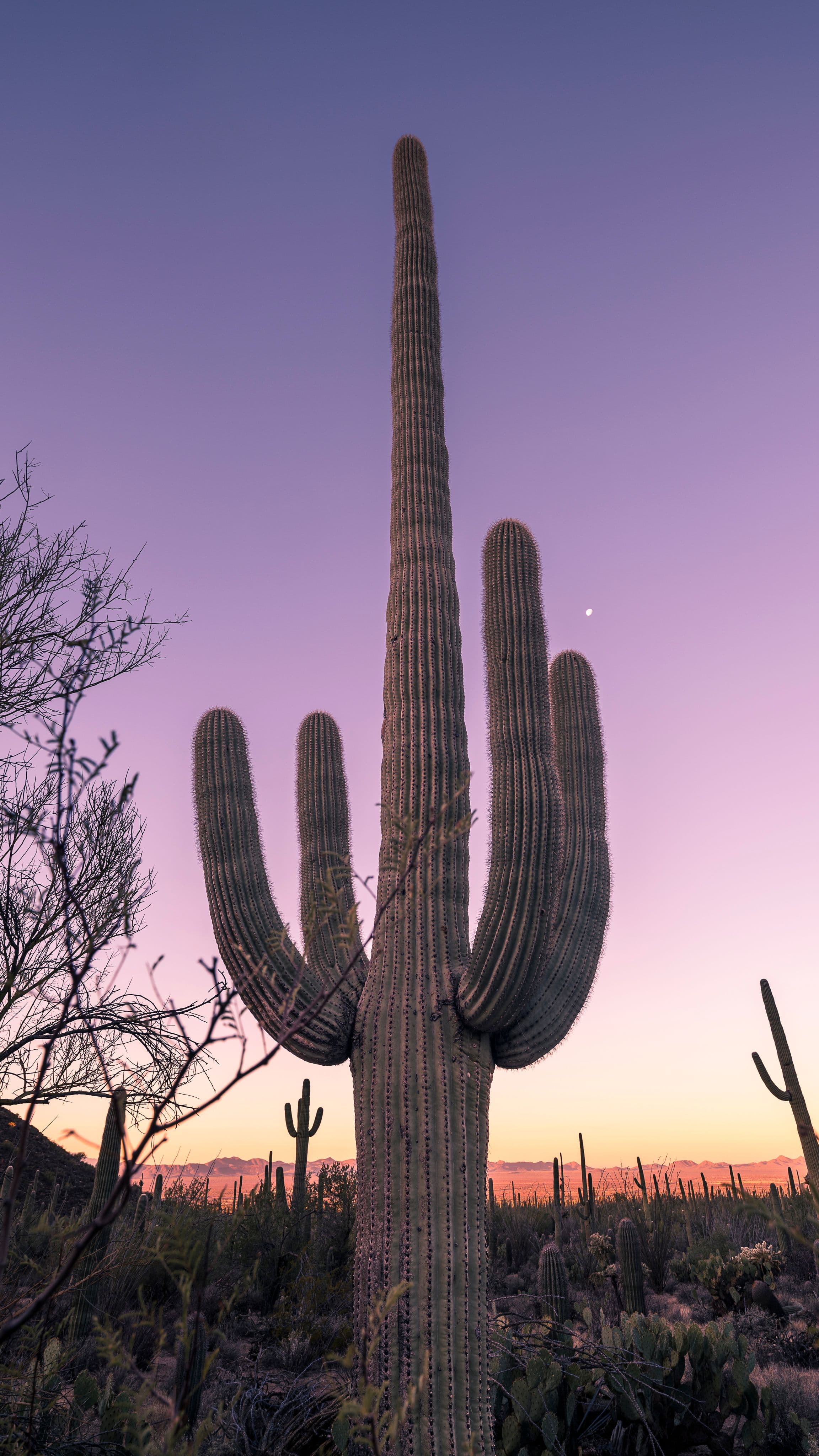 Bathed in lavender dawn, a lone saguaro greets the first light while the desert still rests in shadow.