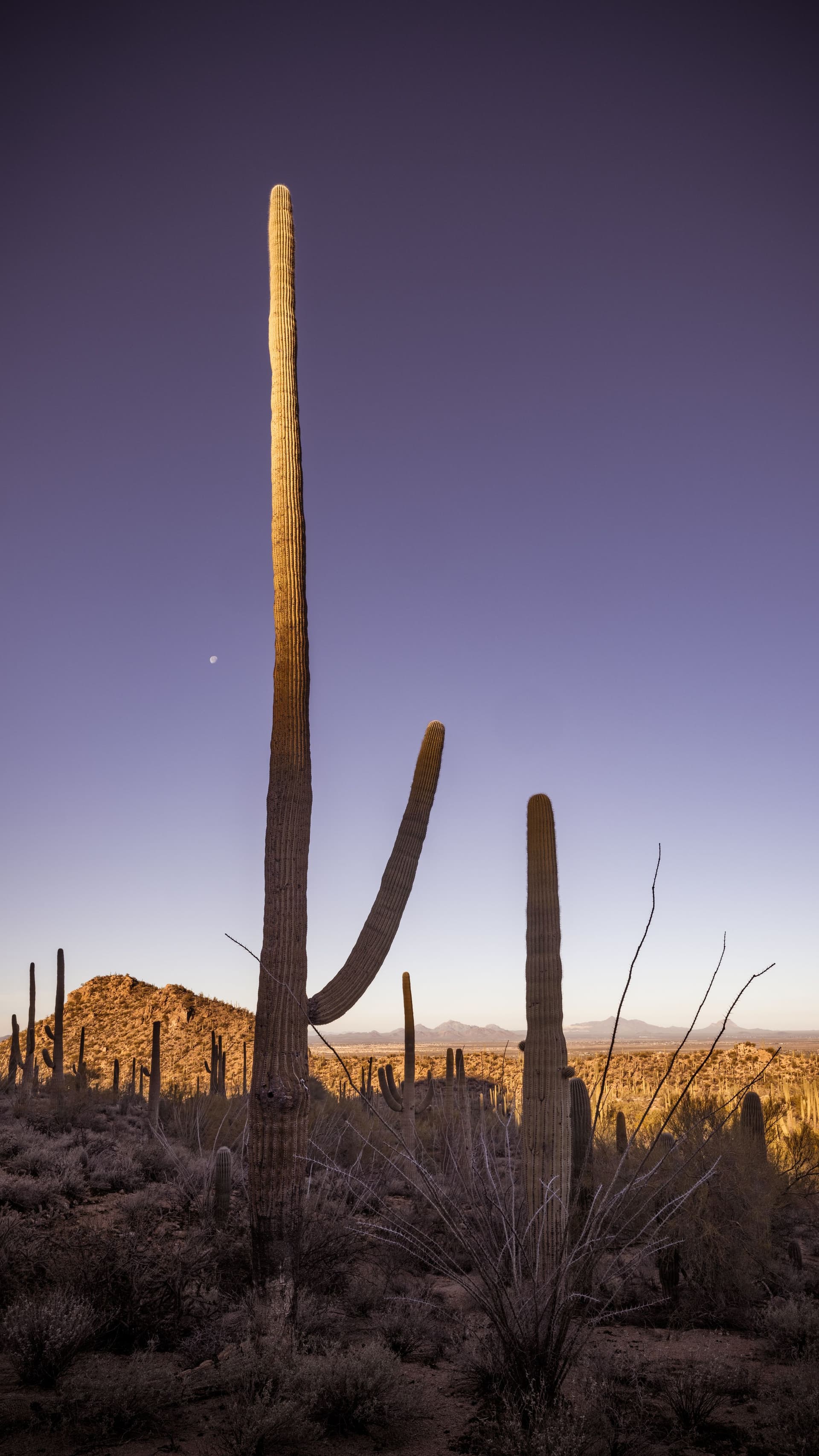 A cactus lifting one arm calmly toward the moon in a tranquil desert evening.