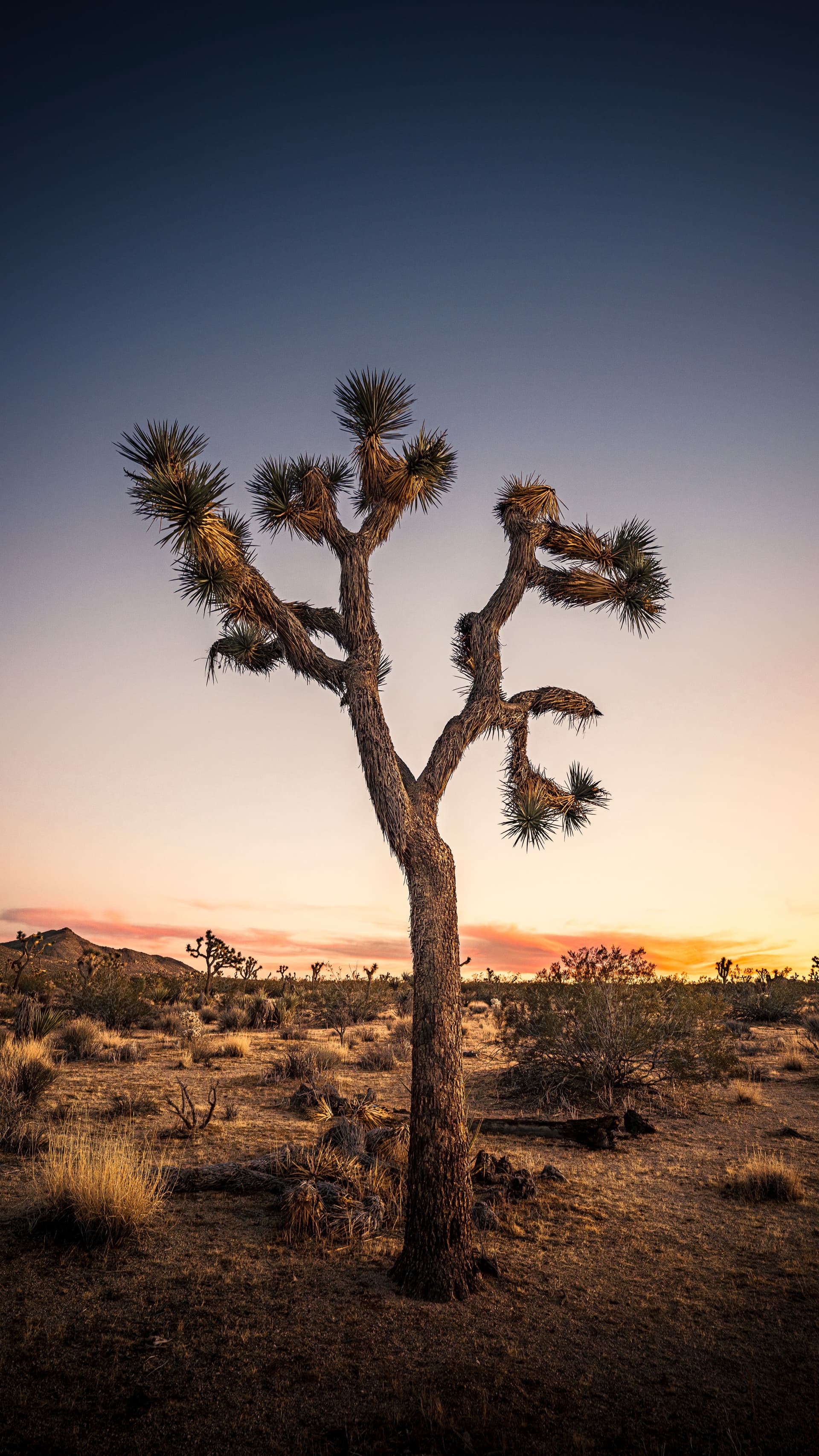 Joshua tree stands alone in the desert at twilight, its silhouette illuminated by fading sunset colors and a deepening blue sky. Photographed in the American Southwest.