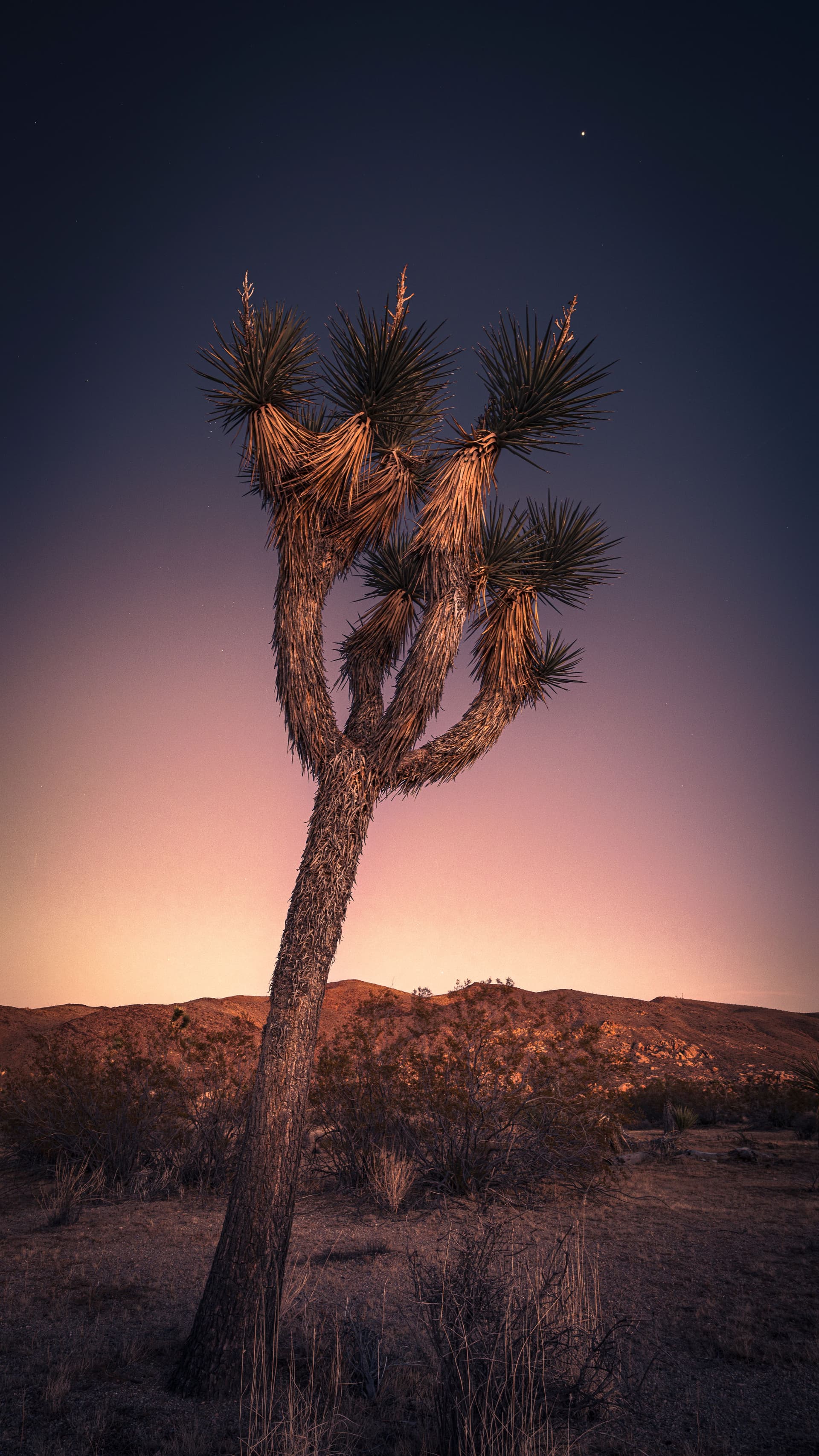 A lone Joshua tree leaning toward a bright celestial body in the twilight sky, set against the stillness of the desert.