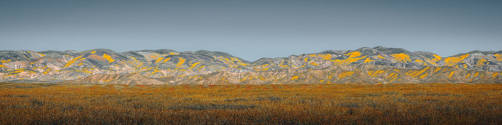 Panoramic view of California mountains and foothills covered in golden wildflowers during a superbloom, beneath a clear sky.