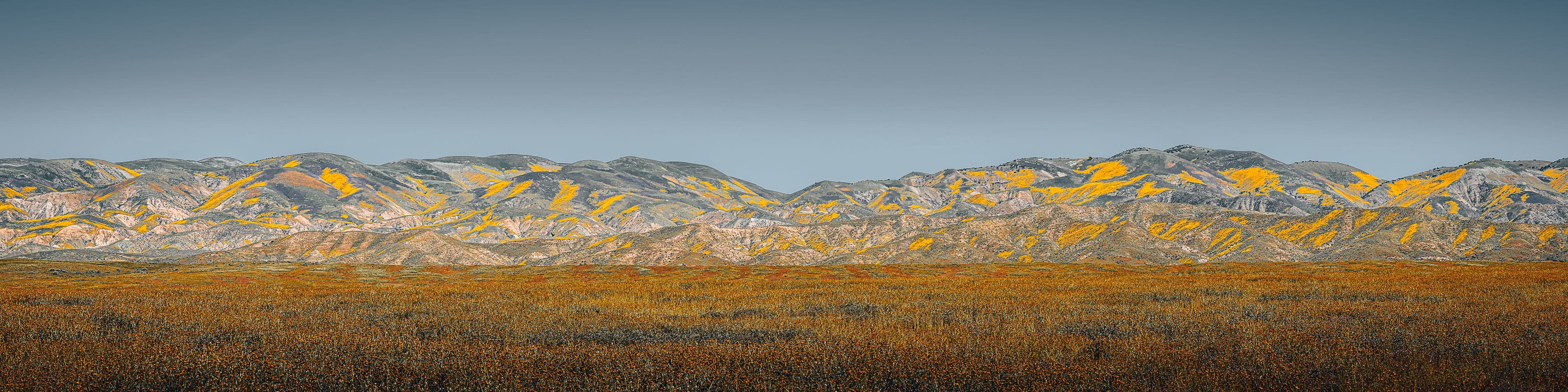 Panoramic view of California mountains and foothills covered in golden wildflowers during a superbloom, beneath a clear sky.