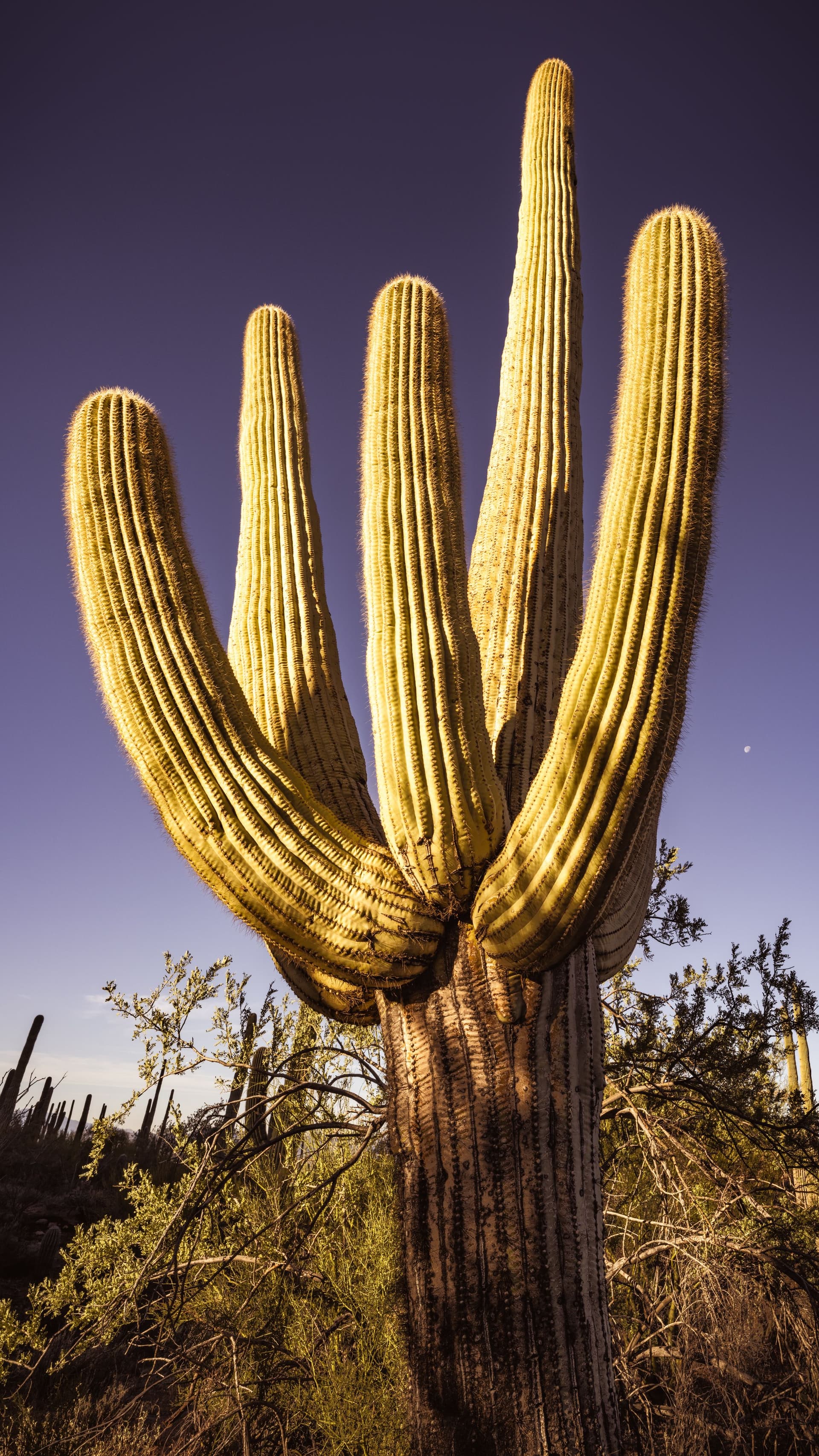 A five-armed saguaro cactus extending upward in a joyful, symmetrical shape, captured at sunrise in the Sonoran Desert.