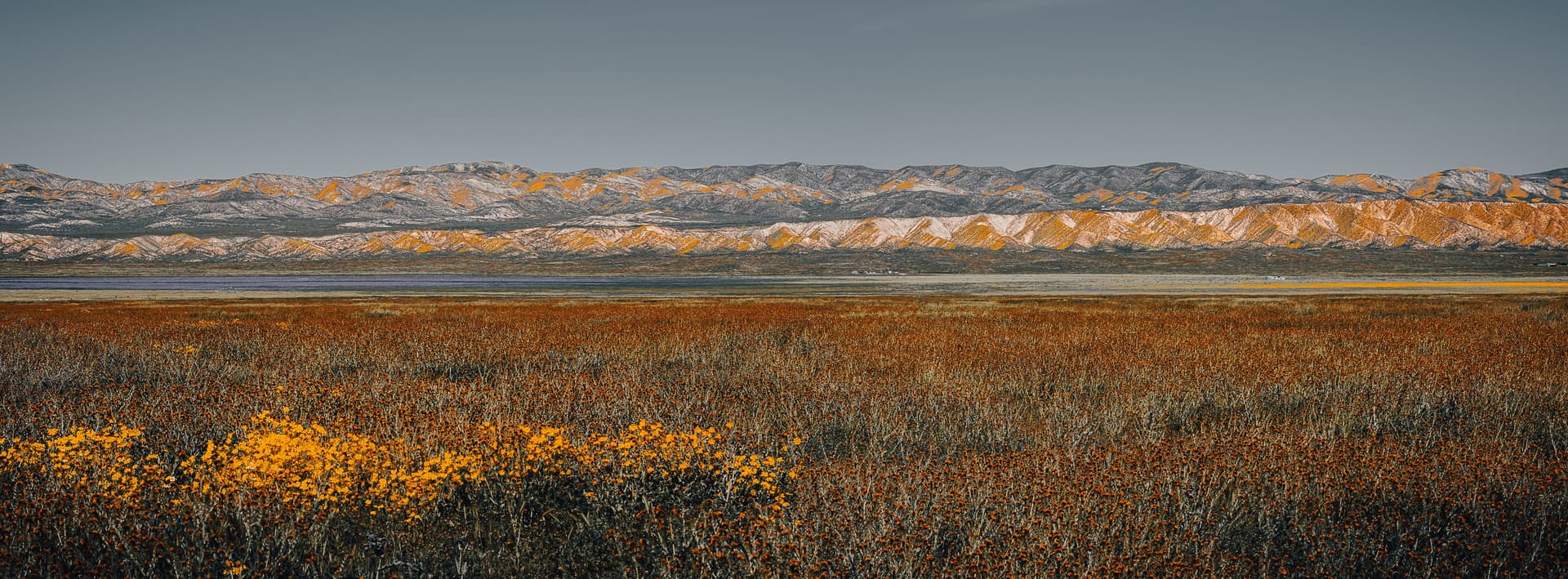 Panoramic landscape of California’s Carrizo Plain with dense wildflowers in the foreground and layered, gold-streaked mountains under a clear sky.