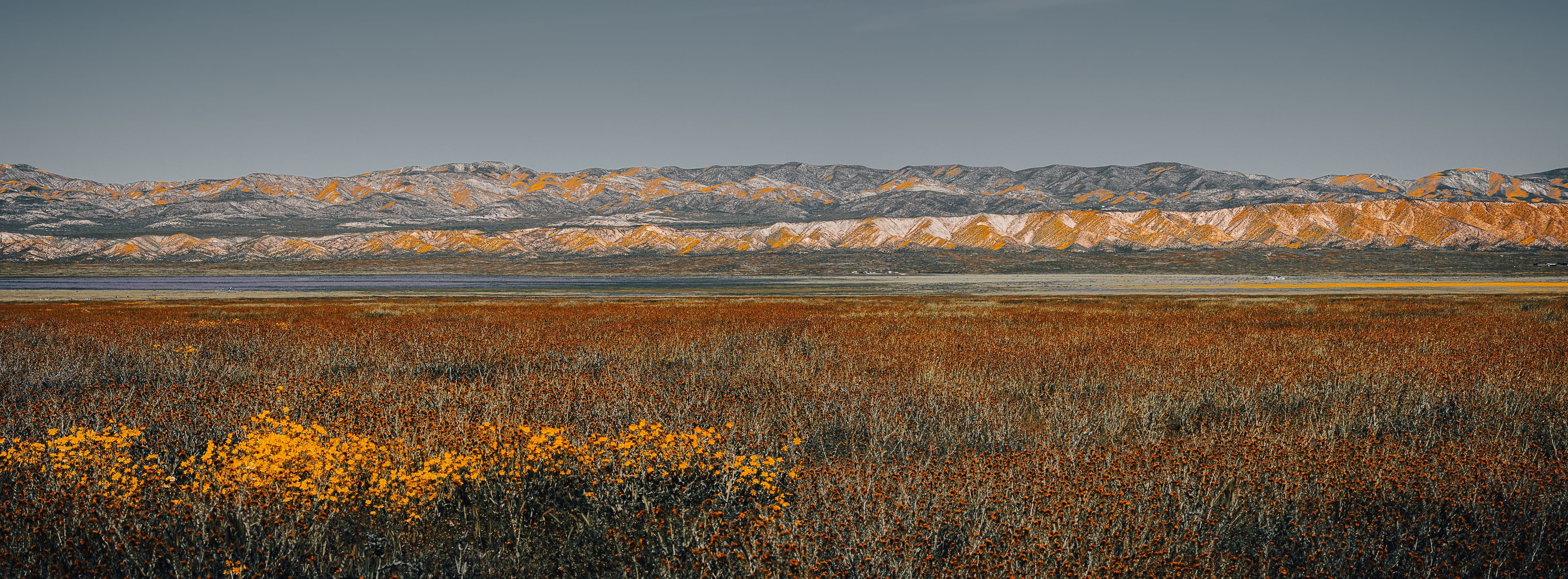 Panoramic landscape of California’s Carrizo Plain with dense wildflowers in the foreground and layered, gold-streaked mountains under a clear sky.