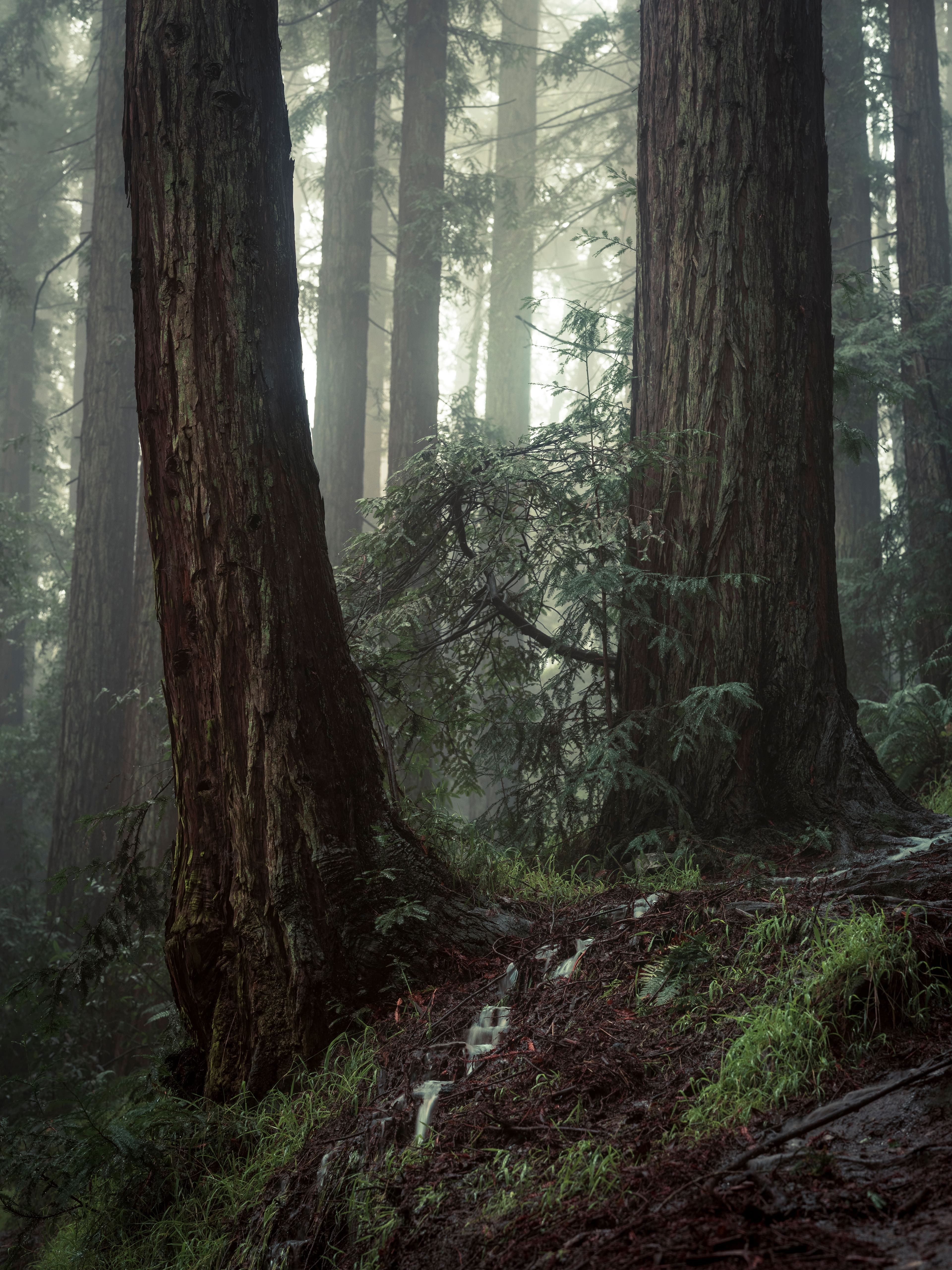 A newborn stream winds through redwood roots and fallen needles on a rainy morning.