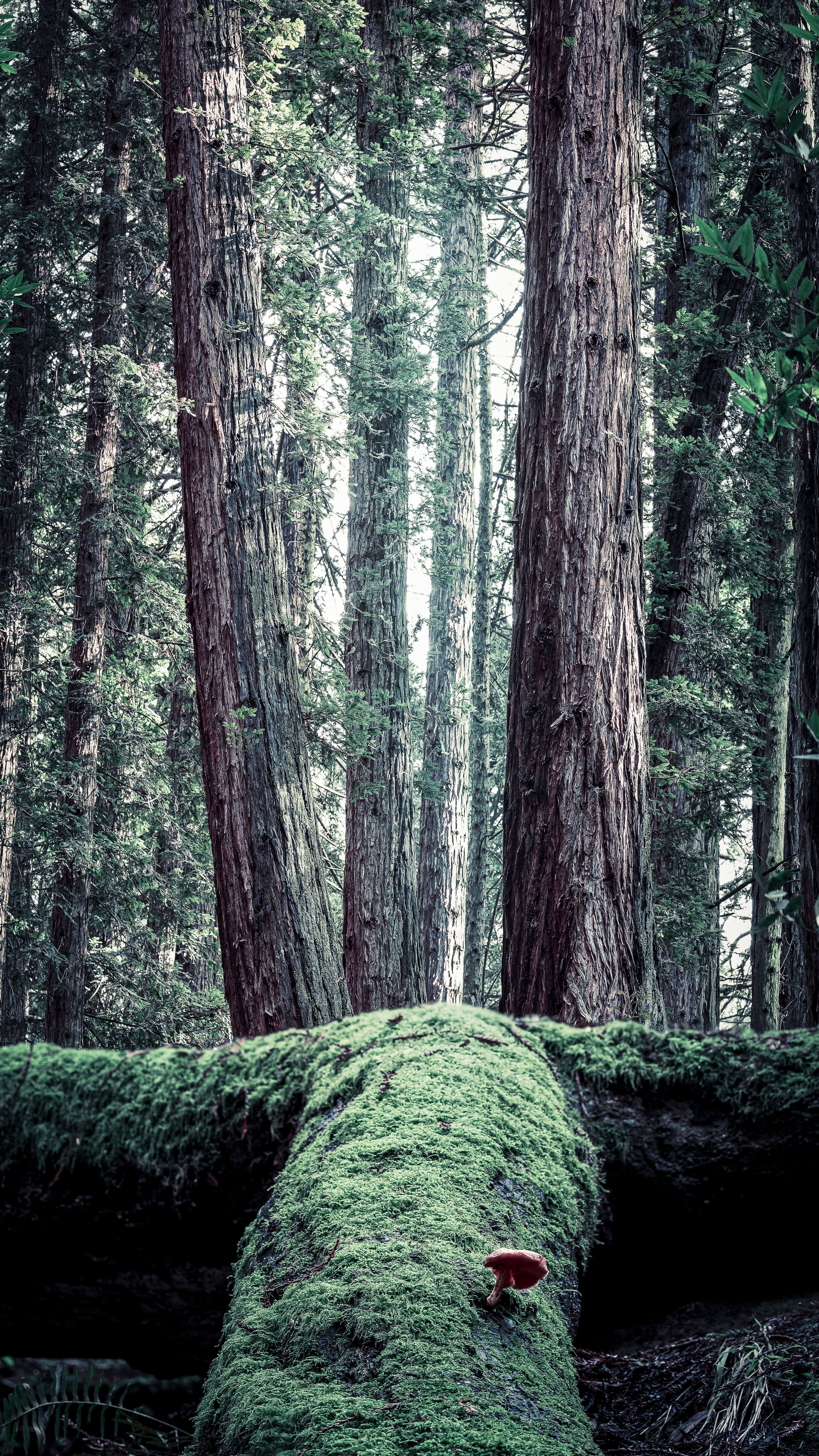 Single mushroom emerging from moss on a fallen redwood trunk in soft forest light — a quiet expression of renewal in the understory.