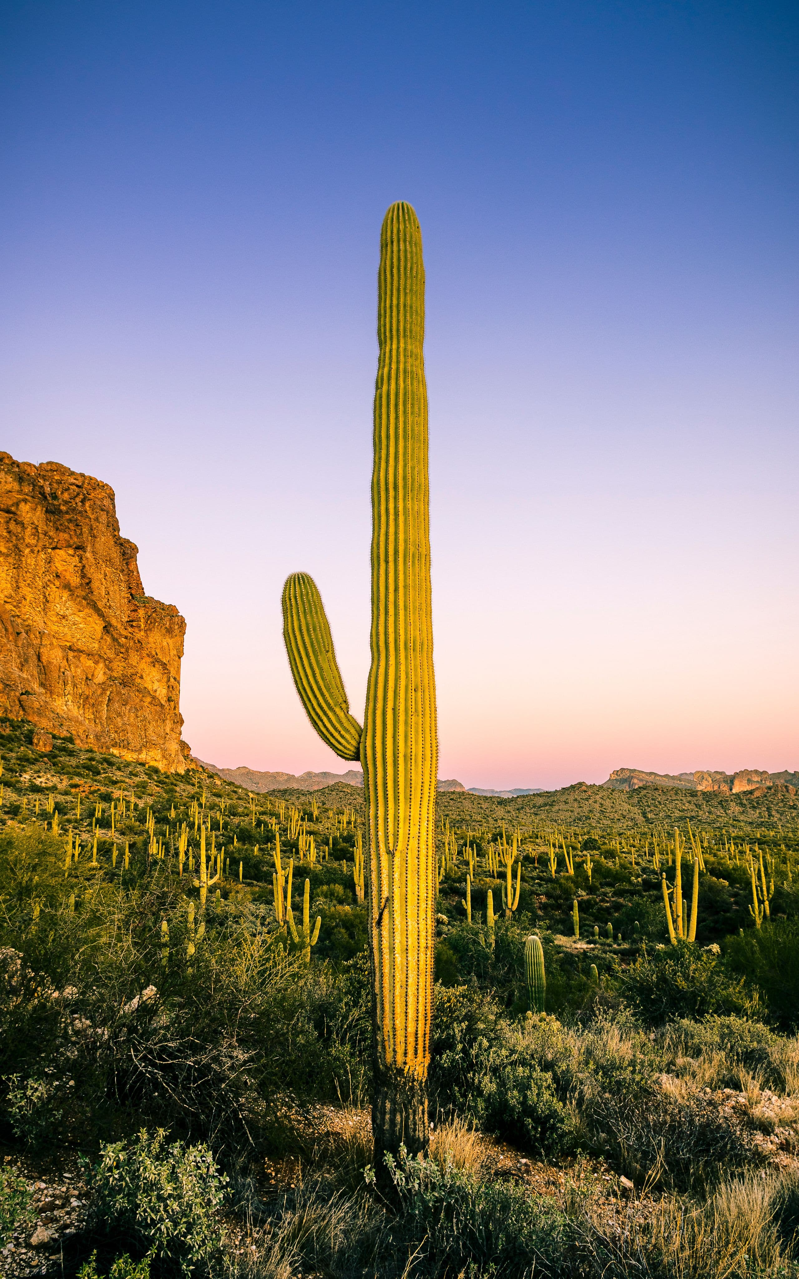 A lone saguaro cactus at canyon’s edge bathed in the final light of day, with a sea of cacti fading into twilight behind it.