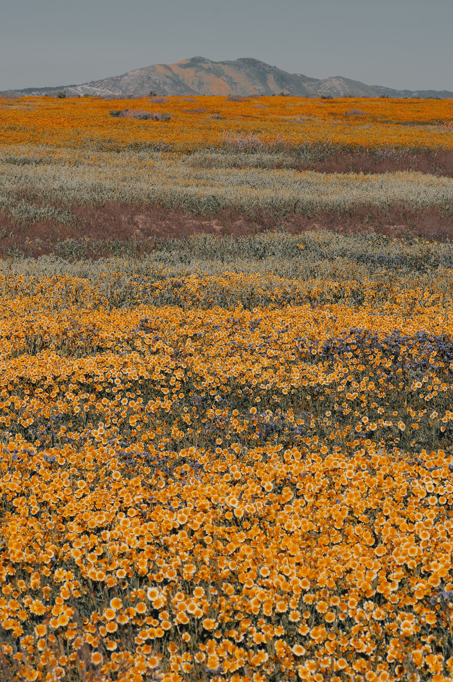 Vertical landscape photo of dense yellow wildflowers in the foreground, layered meadows, and distant mountains beneath a soft spring sky.