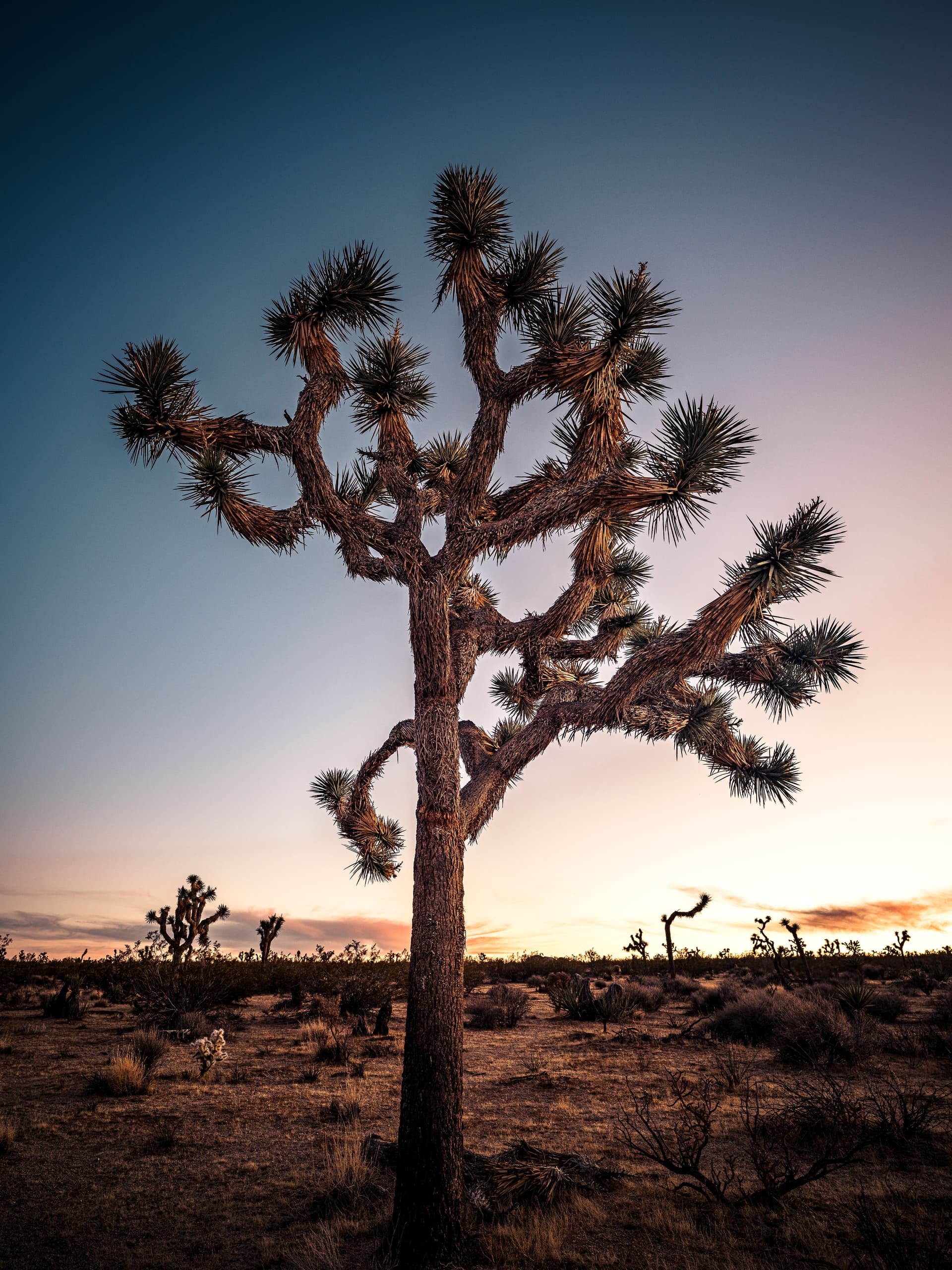 Joshua tree stands illuminated at dusk in the desert, its branches reaching toward a vivid blue and pink twilight sky. Fine art photograph by Raana.