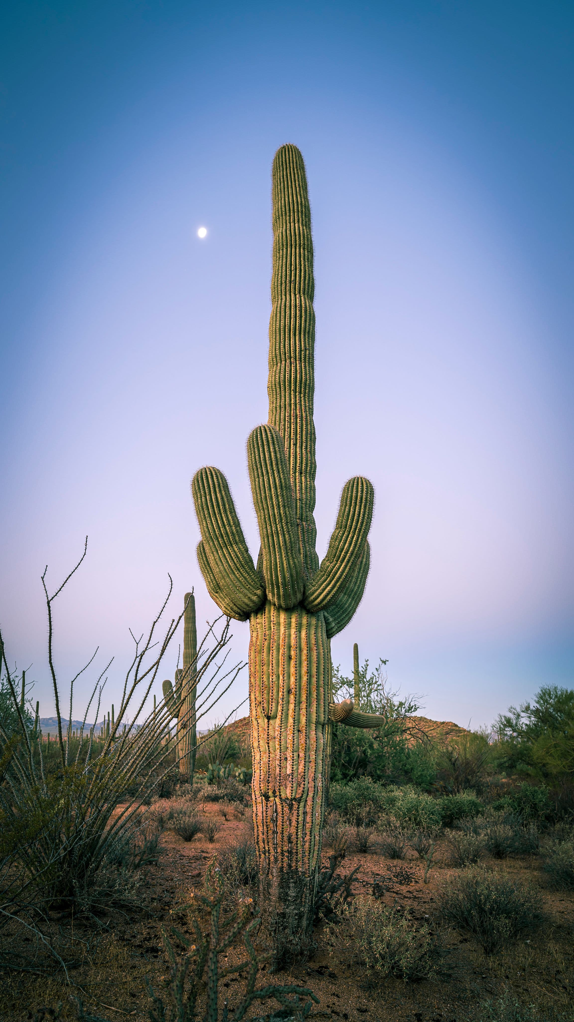 Saguaro cactus beneath a quiet sky with the moon rising overhead in the Sonoran Desert — a tribute to resilience and natural balance.