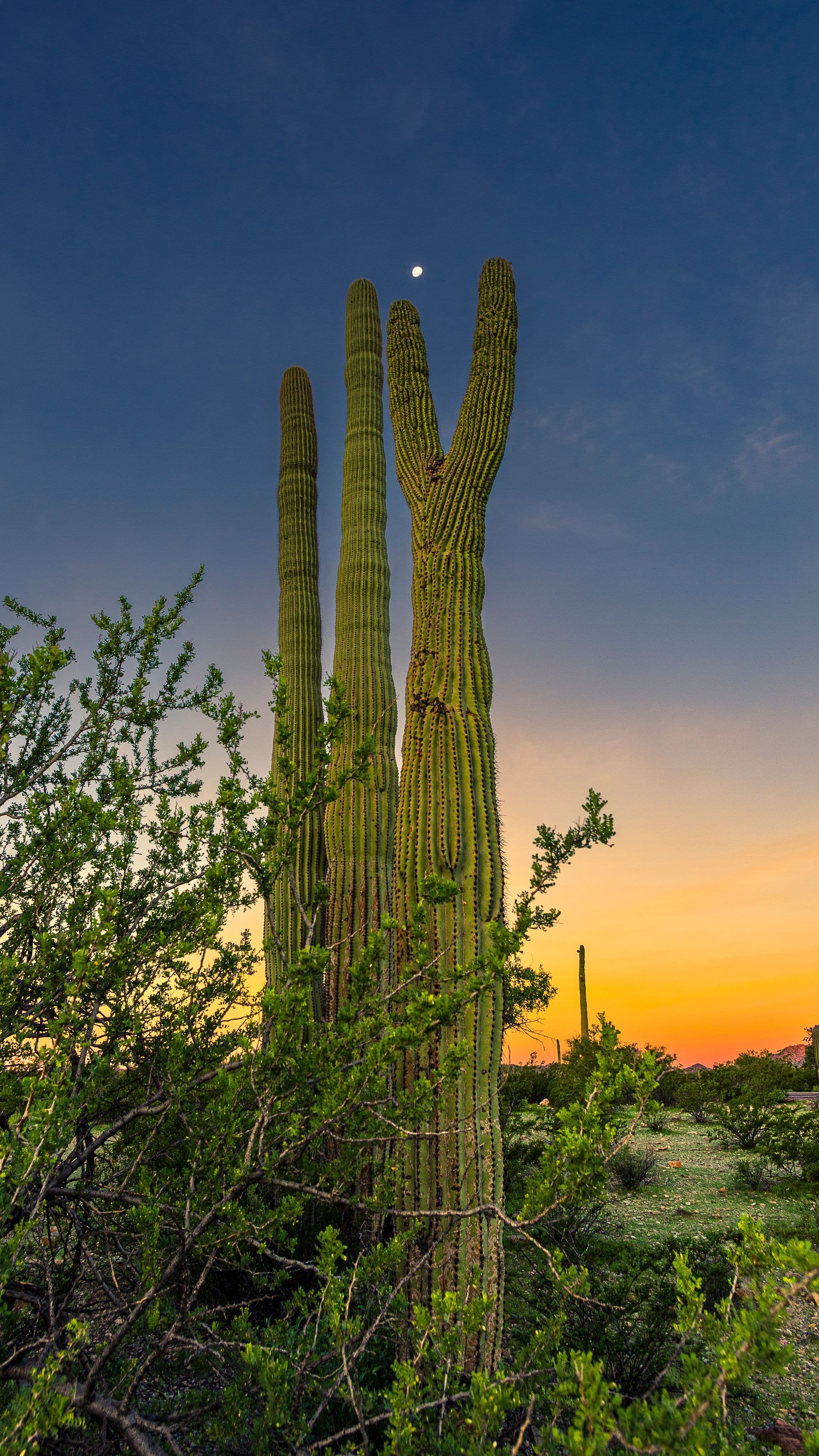 A group of tall saguaros standing in golden twilight with the moon overhead, evoking a quiet, timeless kinship in the desert.