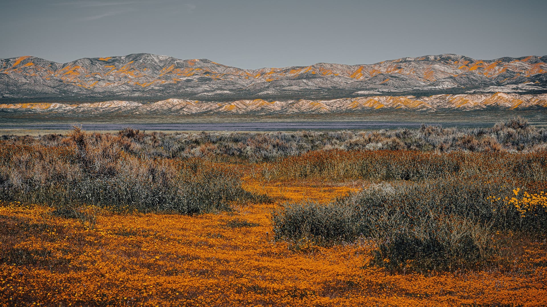 Landscape photograph of wildflowers forming a subtle path through spring brush, leading toward a distant lake and sunlit hills under a clear sky.