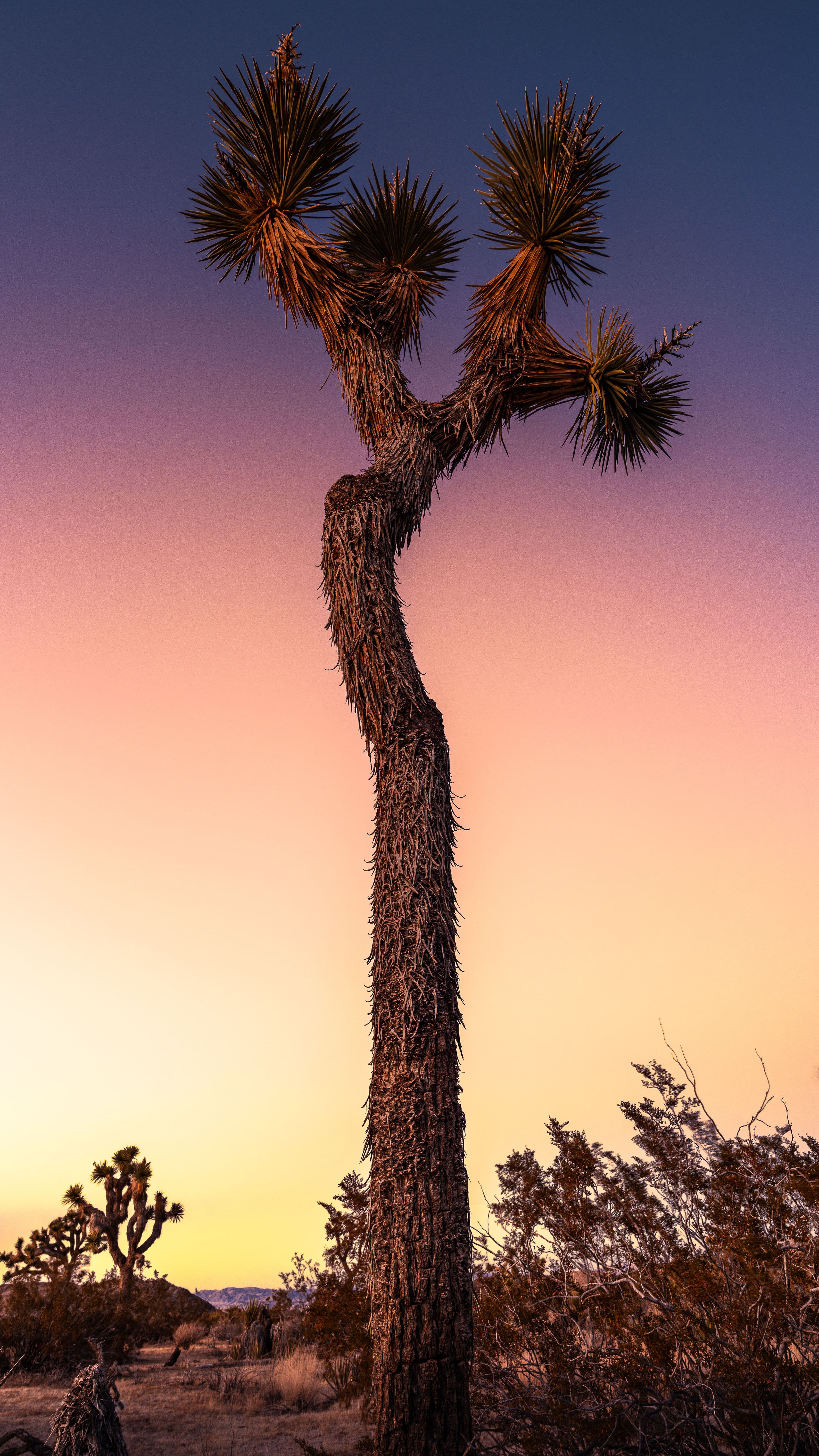 A lone cactus leaning into the wind beneath a glowing desert dusk sky.
