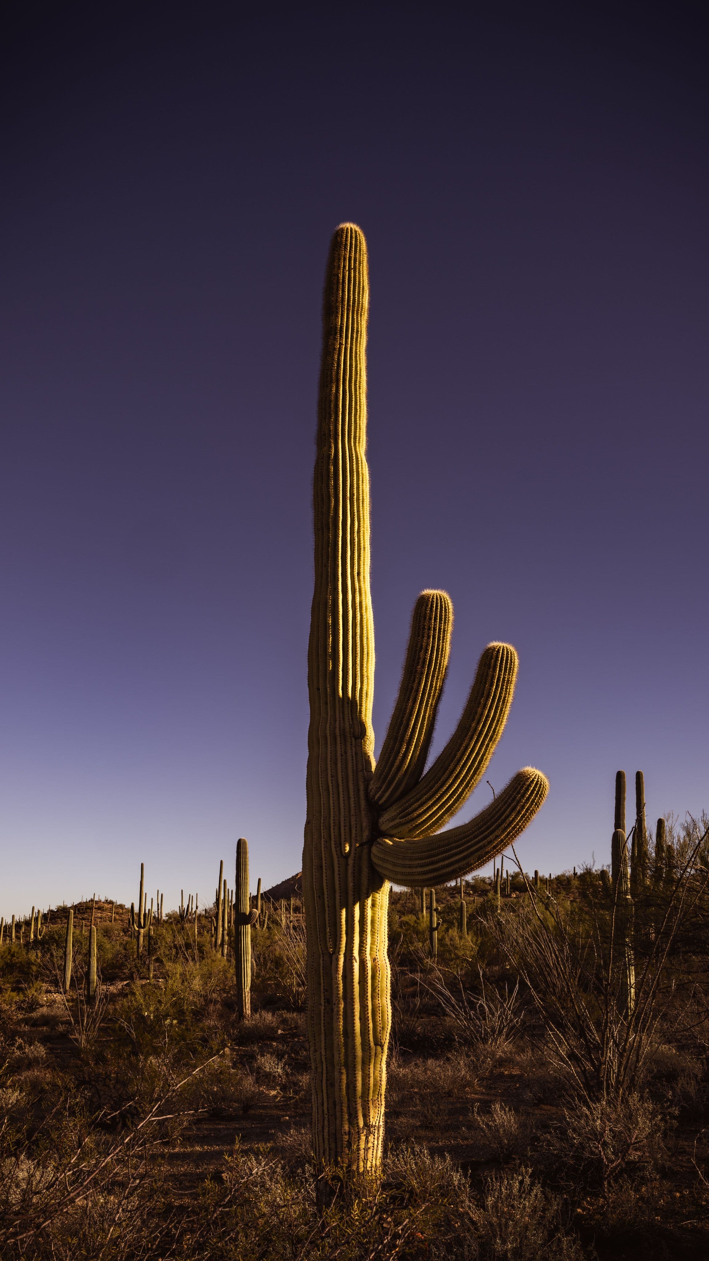 Saguaro cactus with arched arms catching golden dawn light against an indigo sky — a moment of still poise in the desert.