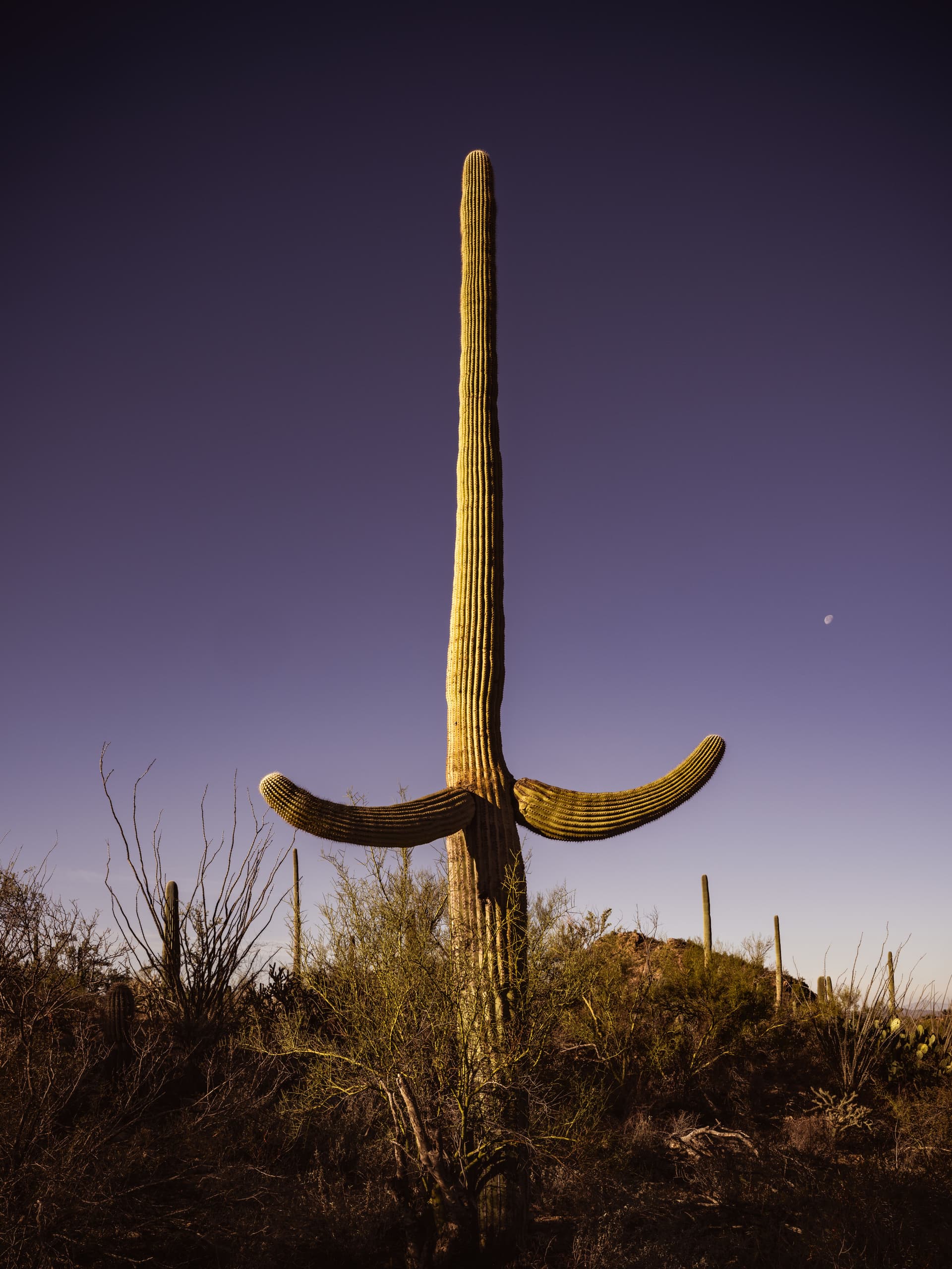 A saguaro with open arms beneath the rising moon, bathed in early light