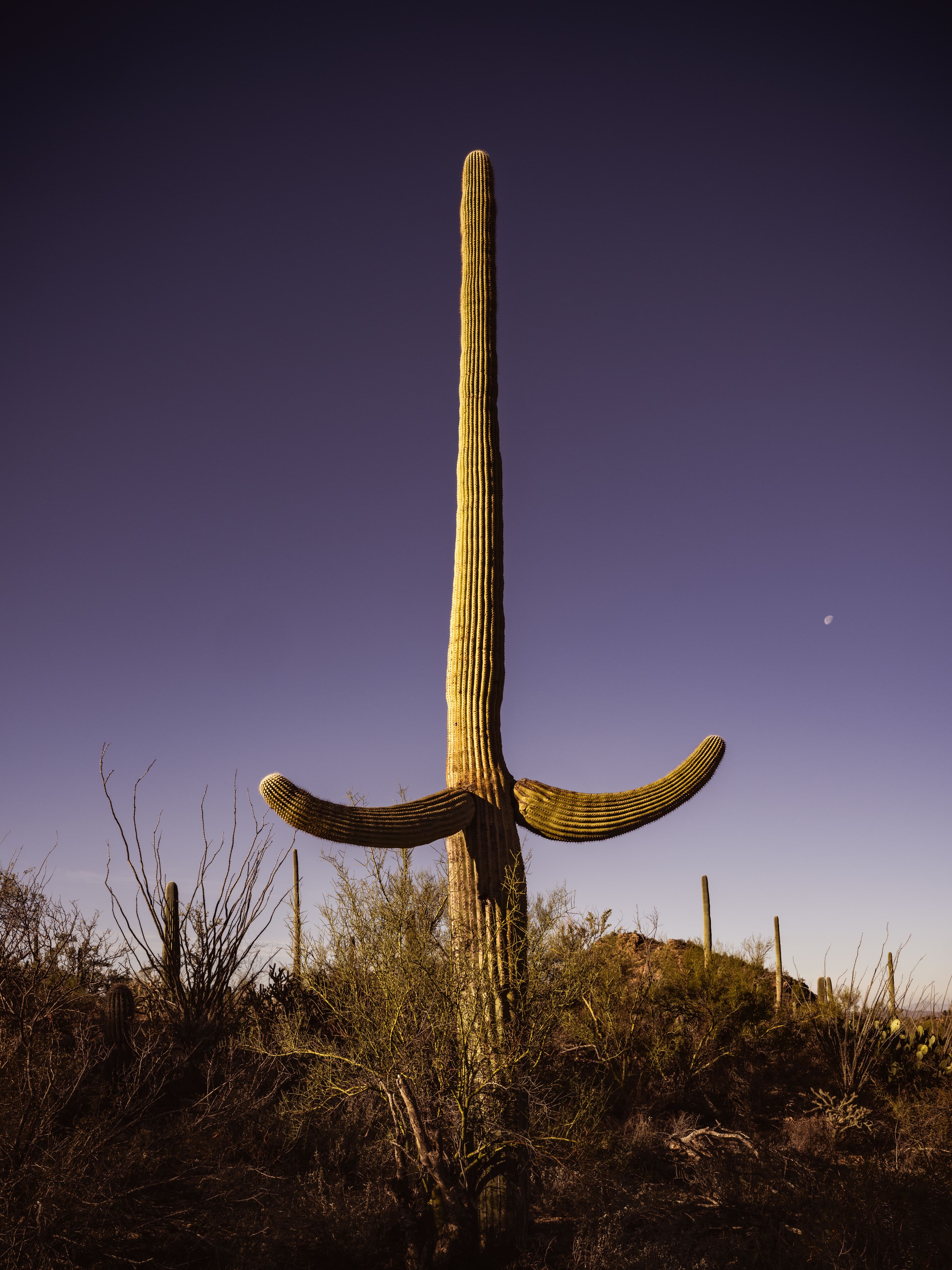 A saguaro with open arms beneath the rising moon, bathed in early light