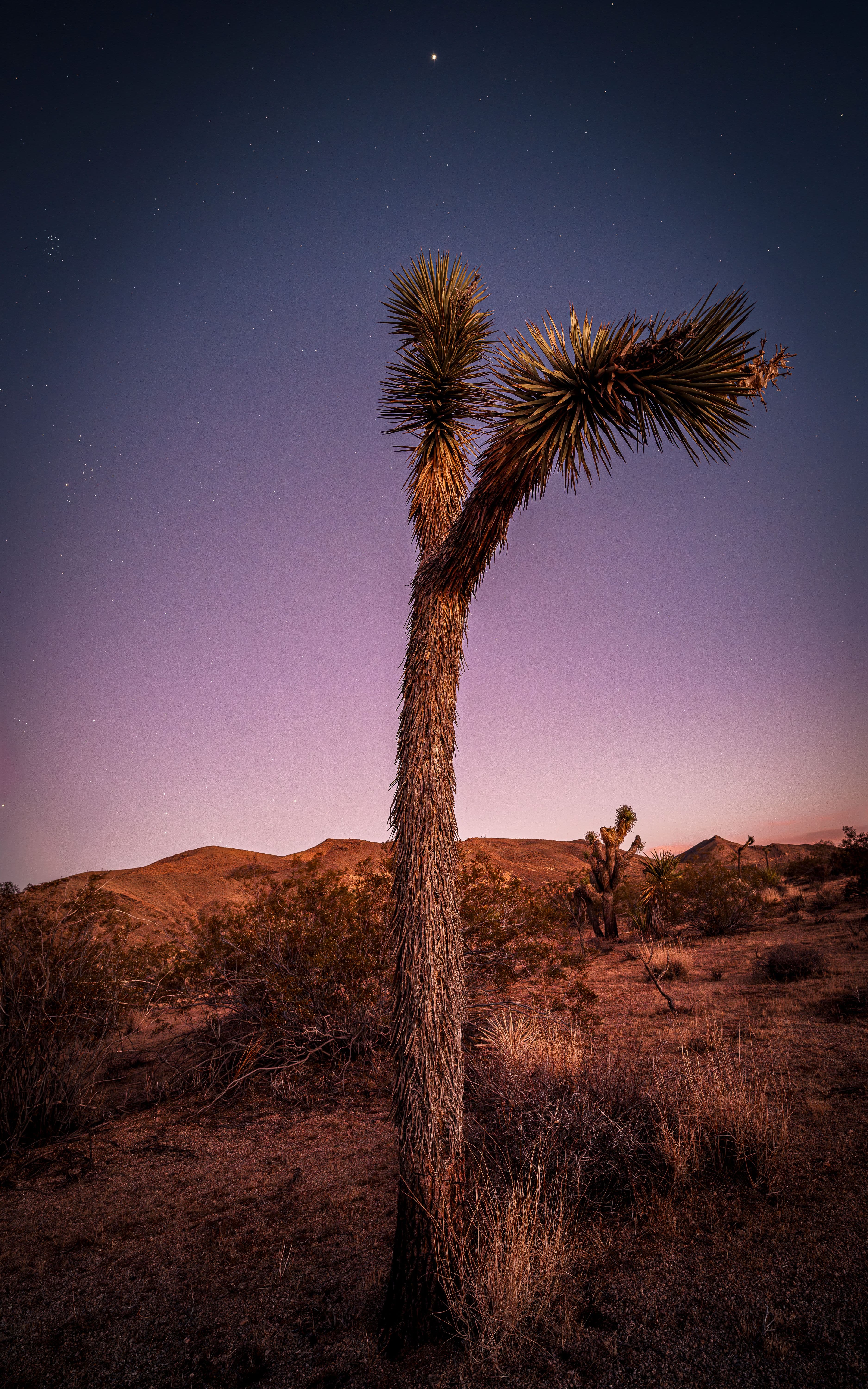 Joshua tree under a twilight sky with emerging stars, in a desert landscape.