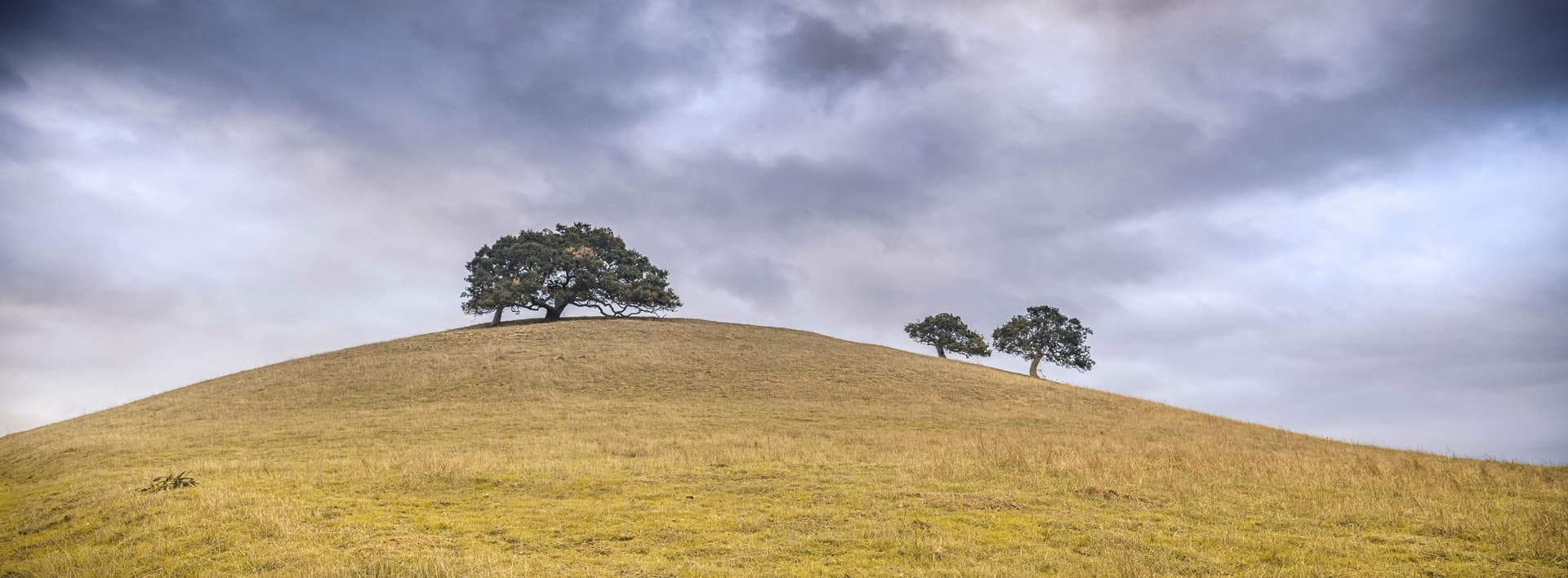 Fine art landscape photograph of golden California hillside with oak trees on summit under dramatic cloudy sky