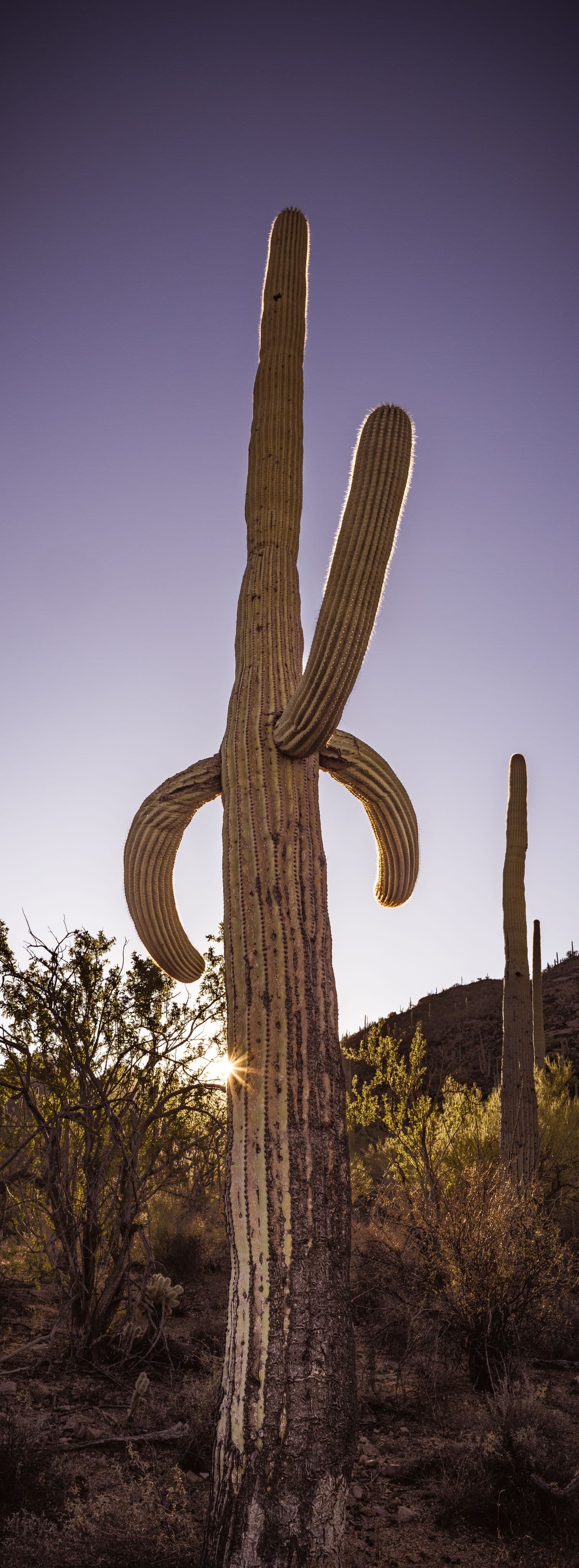 A unique saguaro with raised arms greets the rising sun with golden warmth.