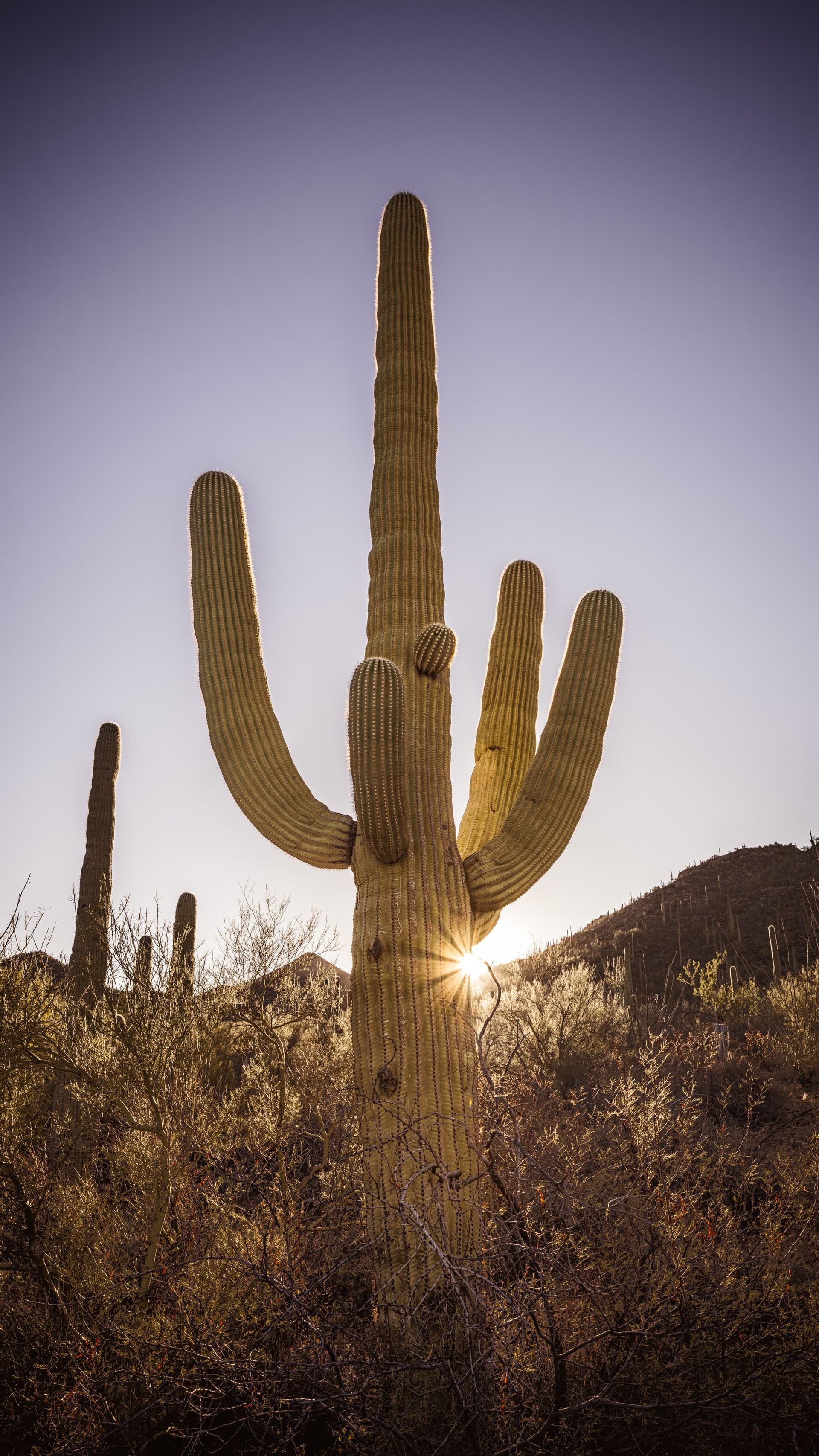A cactus bathed in golden low-angle sunlight, appearing to open itself to the sun.