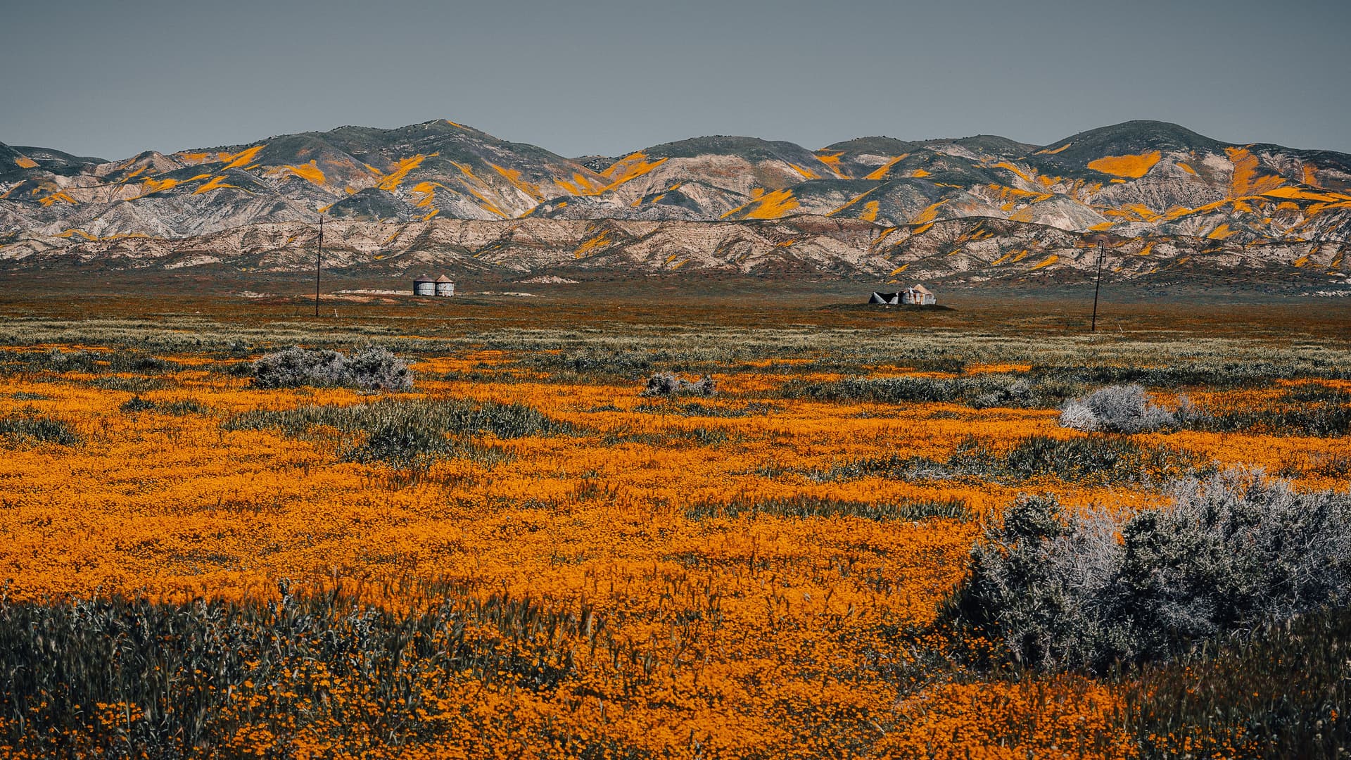 California wildflower field in full bloom with distant silos and a weathered building, set against sunlit, gold-streaked mountains.