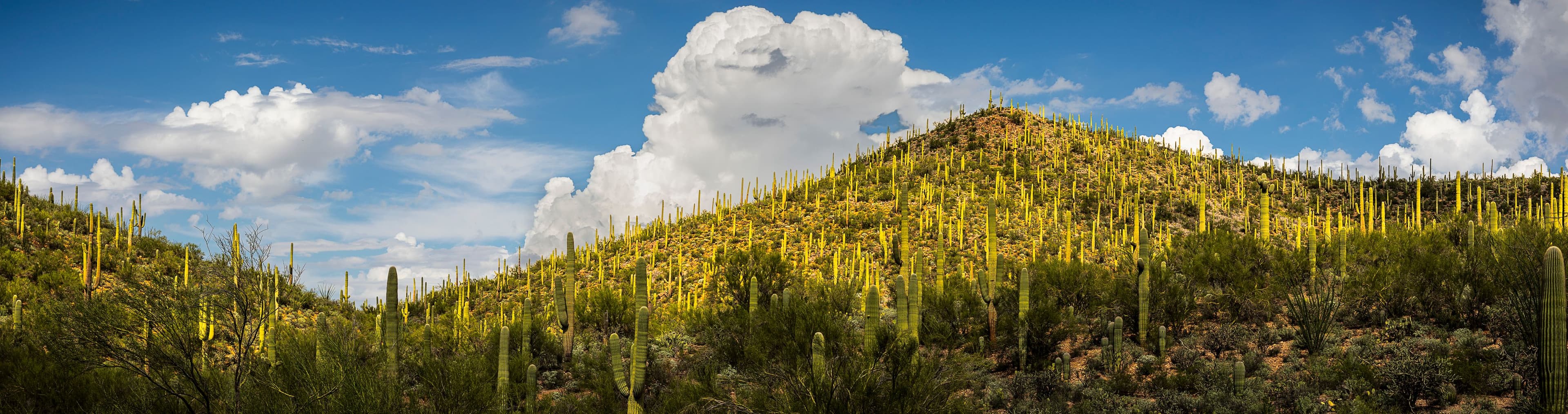 Cluster of saguaros reaching upward on a desert hillside beneath sculpted clouds — a quiet harmony of natural form and sky.