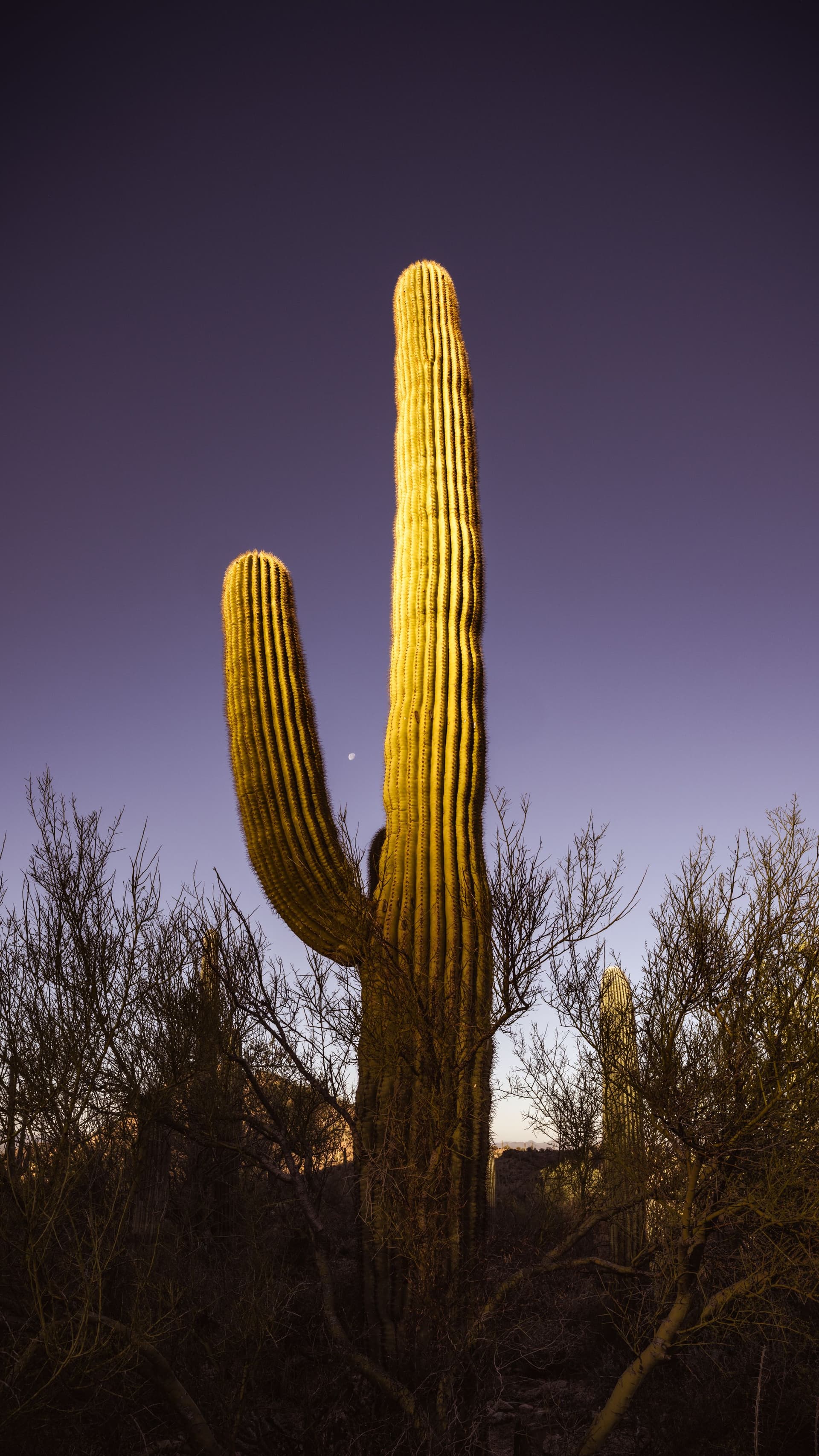 A solitary saguaro cactus illuminated by early morning light, cradling a faint moon against a violet sky in the Sonoran Desert.