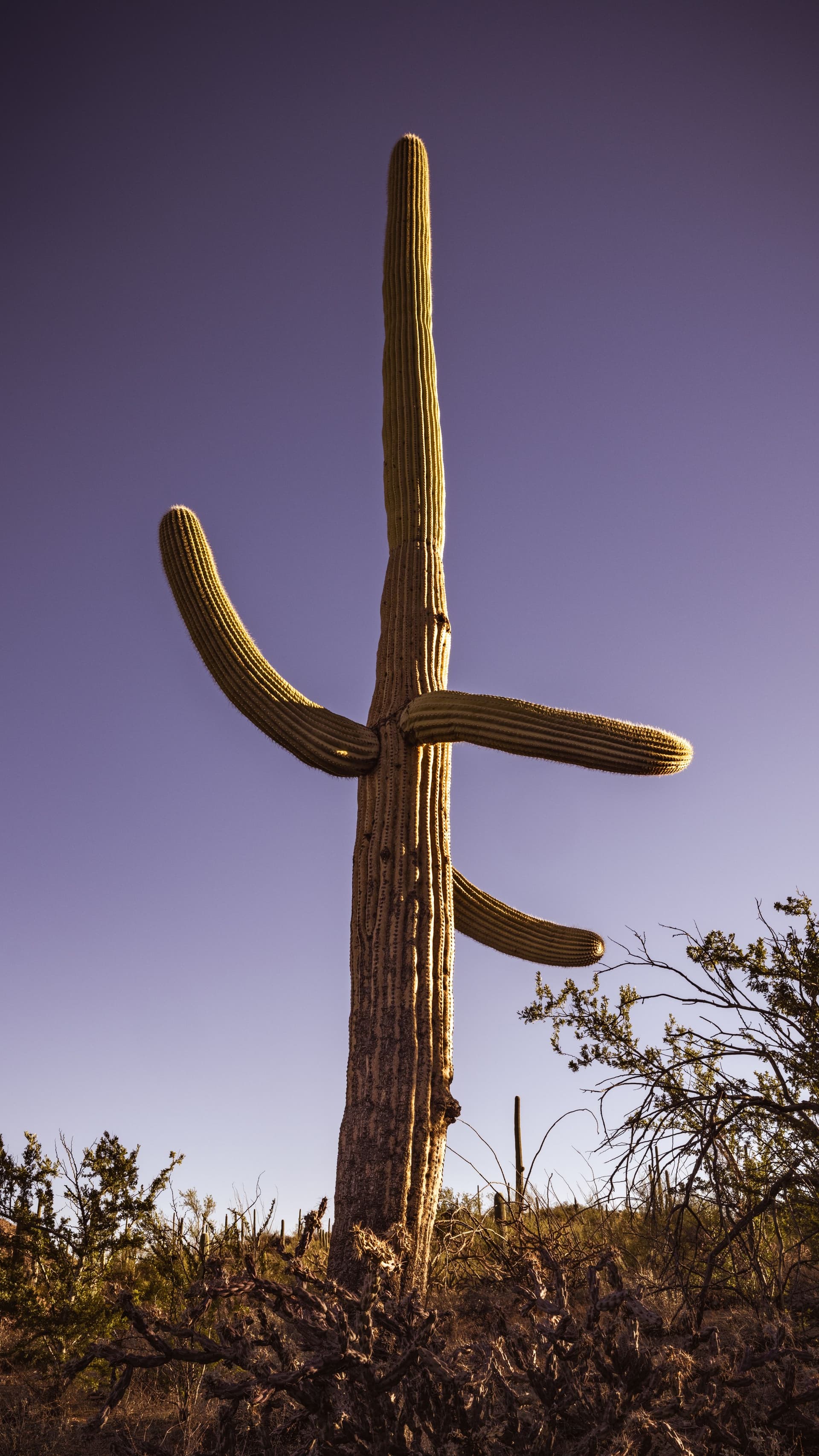 A single saguaro cactus silhouetted in soft desert light, resembling a minimalist desert hieroglyph against the sky.